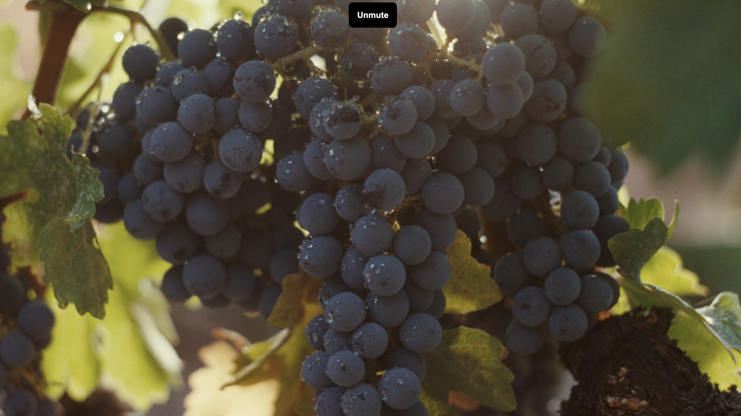 Robert Mondavi / Here's to Dreams