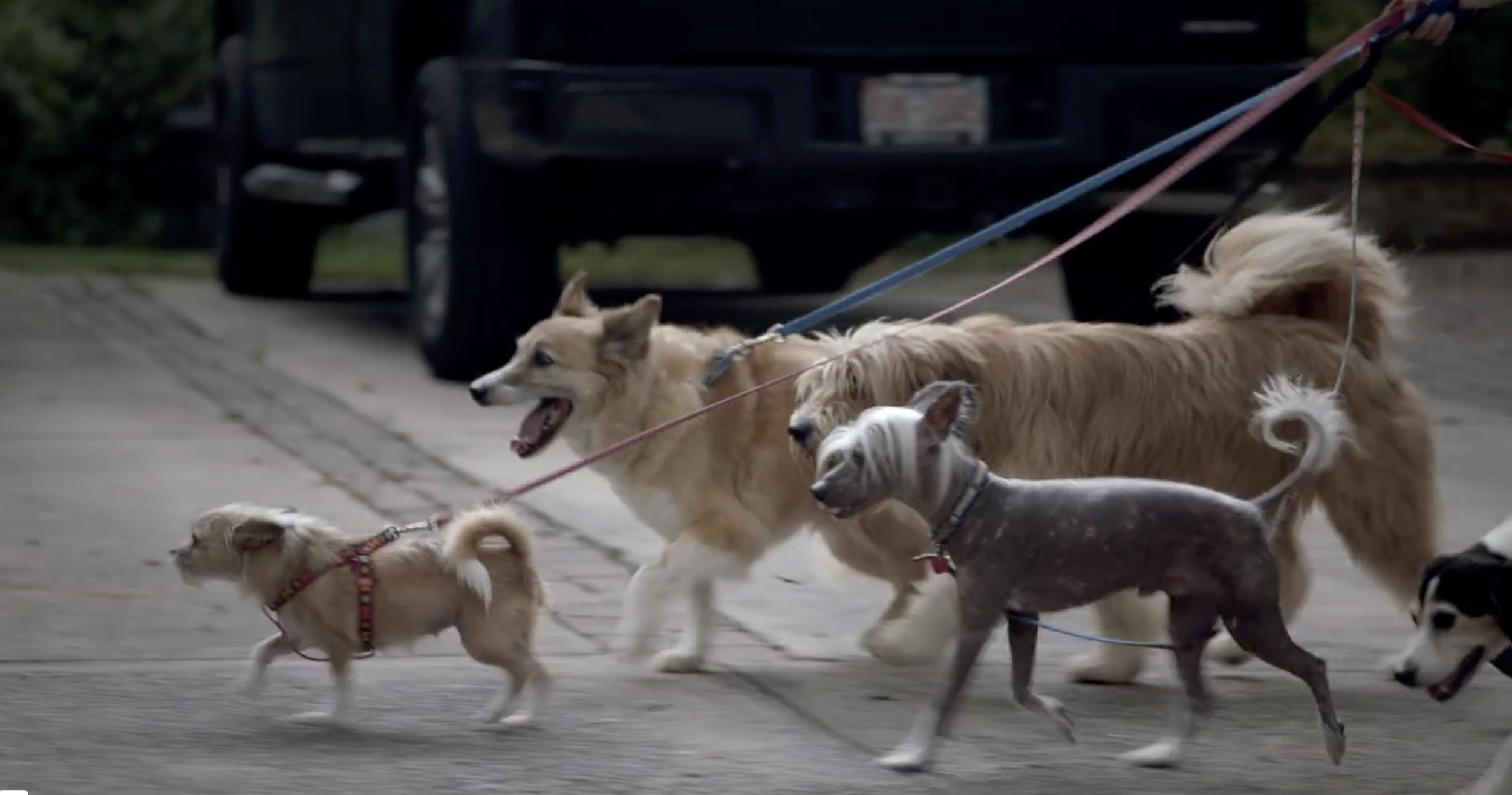 FIRST CITIZENS BANK /  A DOG'S LIFE