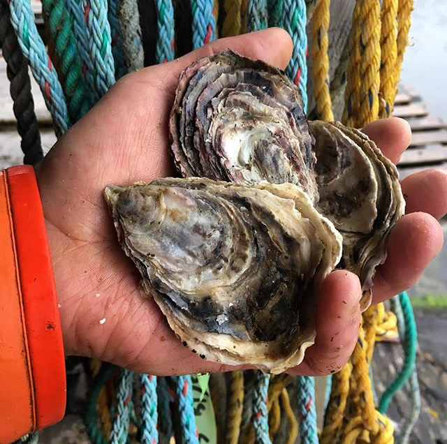 Tommaso Shellfish. (Photo courtesy of Tommaso Shellfish)