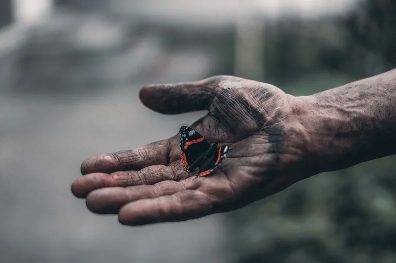 butterfly in hand.jpeg