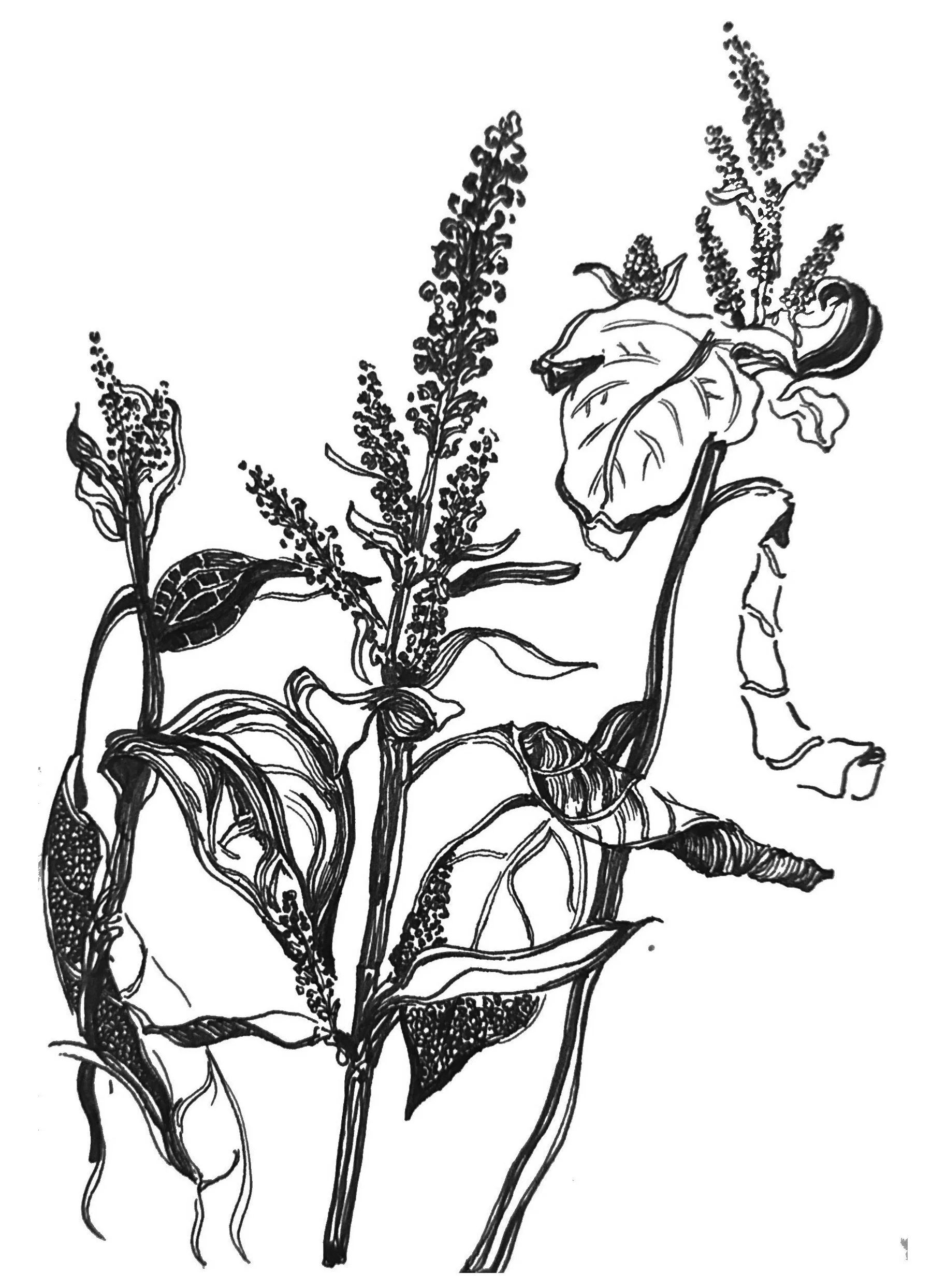 Travis Heights Plants.jpg