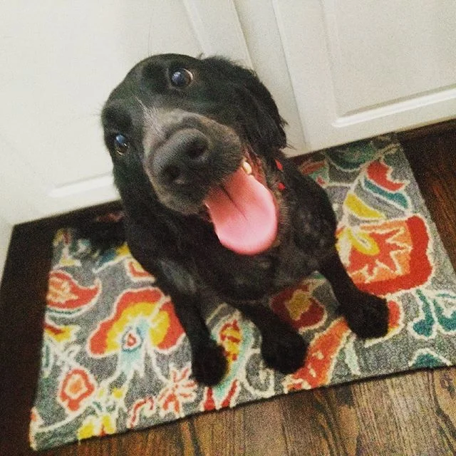 Libby, one of the office dogs, is as excited as we are about Friday after back to back events! Have a great Friday and weekend!