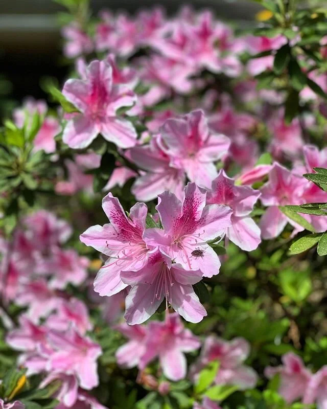 Happy Earth Day from your friends at Concerto Conferences! We are taking this time to learn all we can about virtual meetings and the different platforms. We hope you are all getting outside for fresh air everyday but especially today. Listen to the 