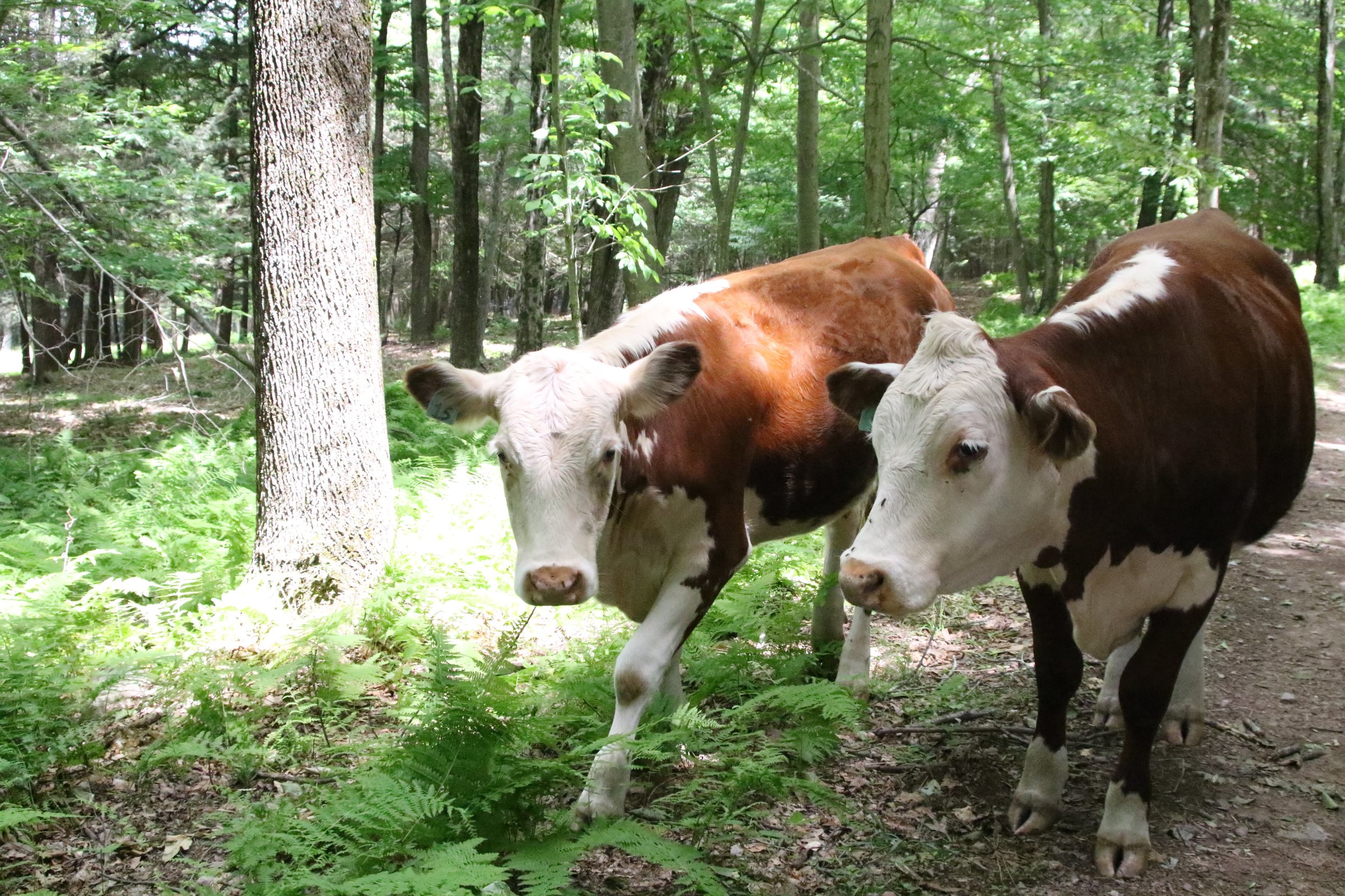 cows in woods.jpg
