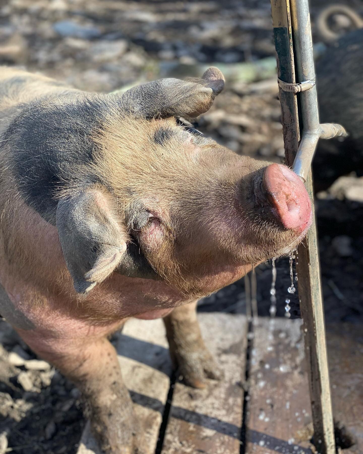 The pigs we raise @whitestagfarm are forest-raised.  They wander our woodlands  where they are able to root around for their favorite foods&hellip;roots, bugs, plants, nuts, and leaves.  This provides our pigs with a happy, humane life on the farm.

