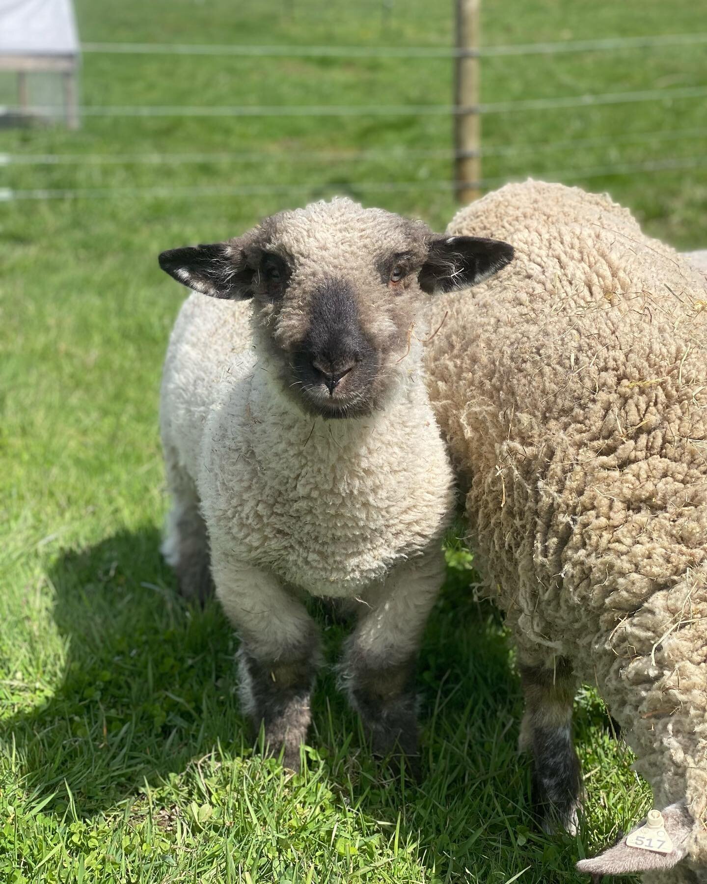 Happy Mother&rsquo;s Day to all of our mothers on the farm and beyond!