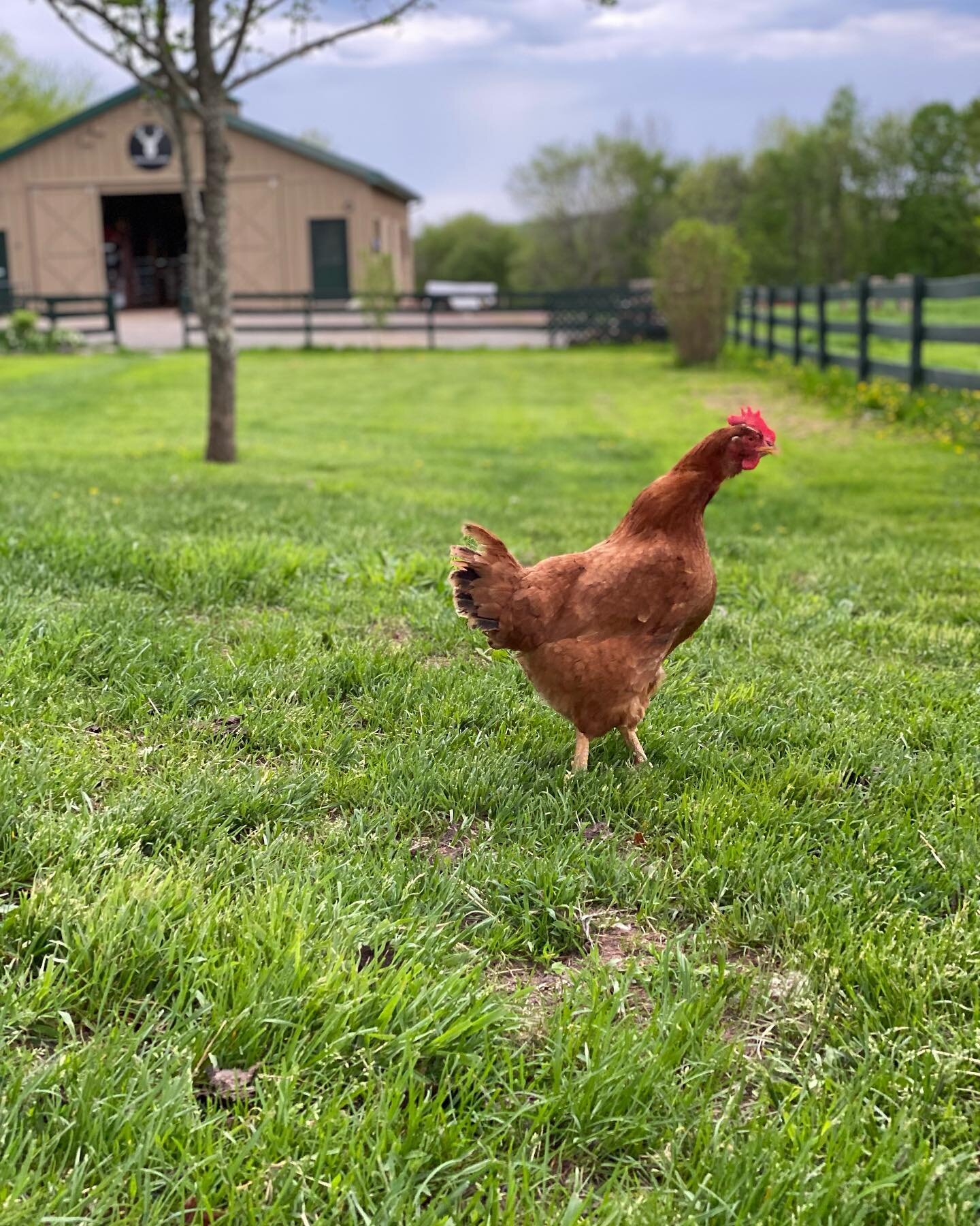 It&rsquo;s a beautiful day on the farm.  We are fully stocked with our  small-batched #whitestagfarms steaks and 💯Grass-Fed Beef 🥩 and Forest-raised pork 🐖

We will be in #narrowsburgny today from  10am-2pm.

 @narrowsburgproper 44 Main Street Nar