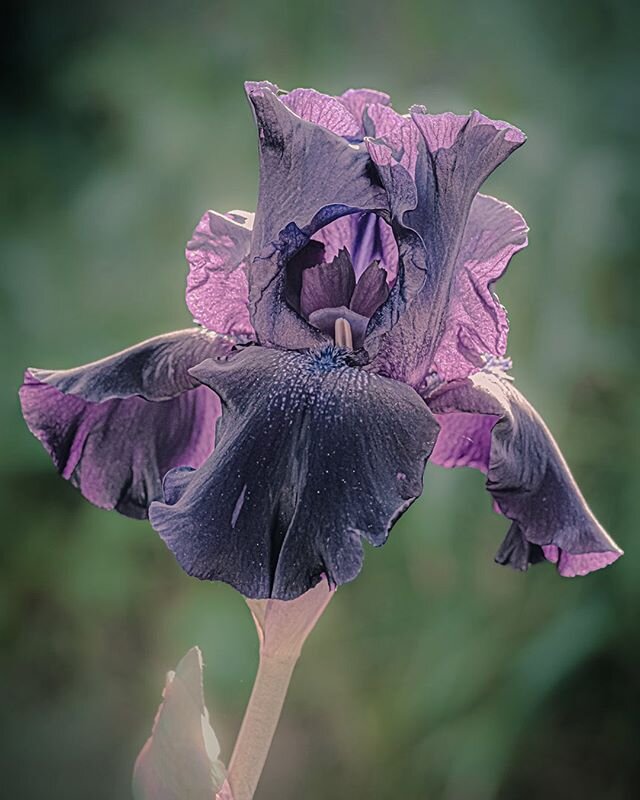 Full bloom today- happy Sunday.
#kenosha
#wisconsin 
#naturalwisconsin 
#midwestmoment 
#beardediris 
#raw_macro 
#basesets 
#bestofthebadgerstate 
#macro_brilliance 
#bns_macro 
#travelwisconsin 
#discoverwisconsin 
#scenicwisconsin 
#explorewi 
#te