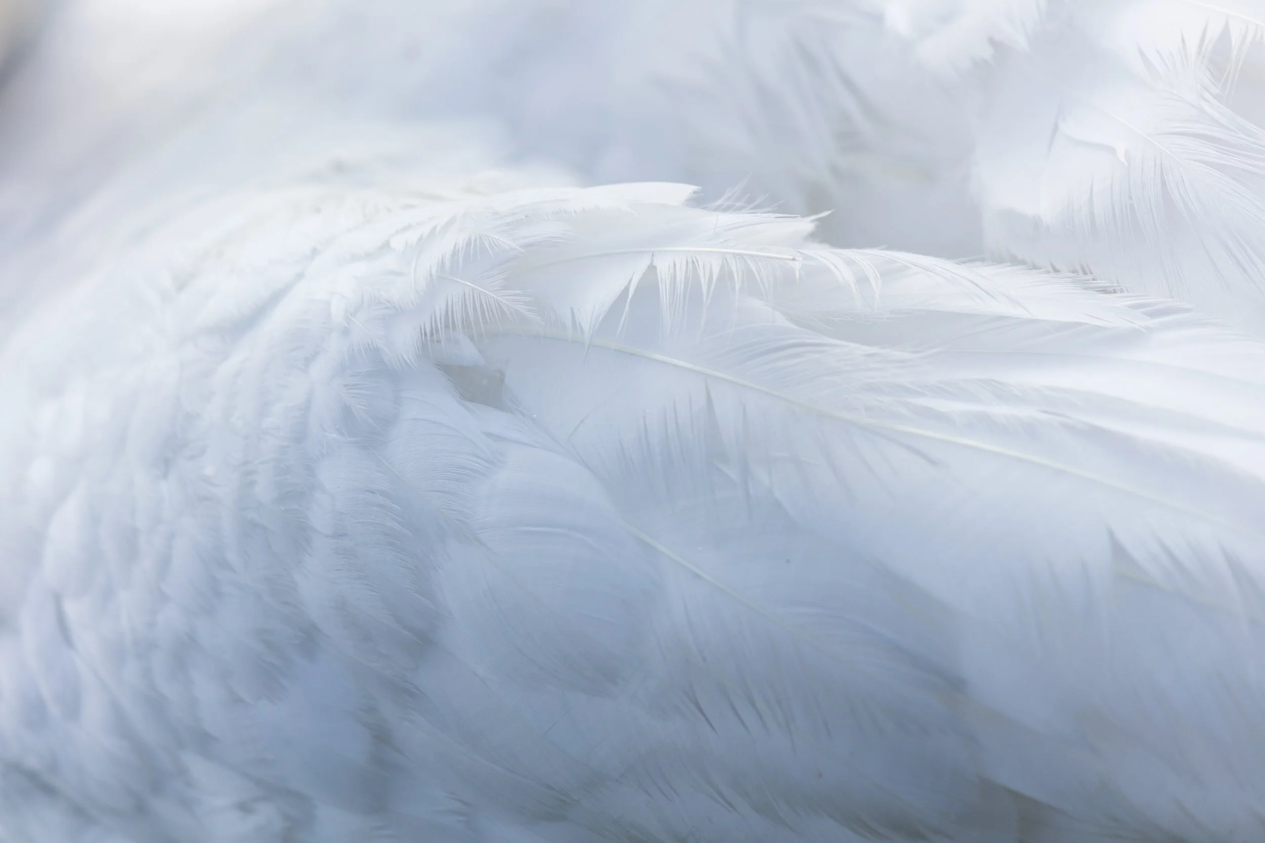 Breathwork pic.jpg