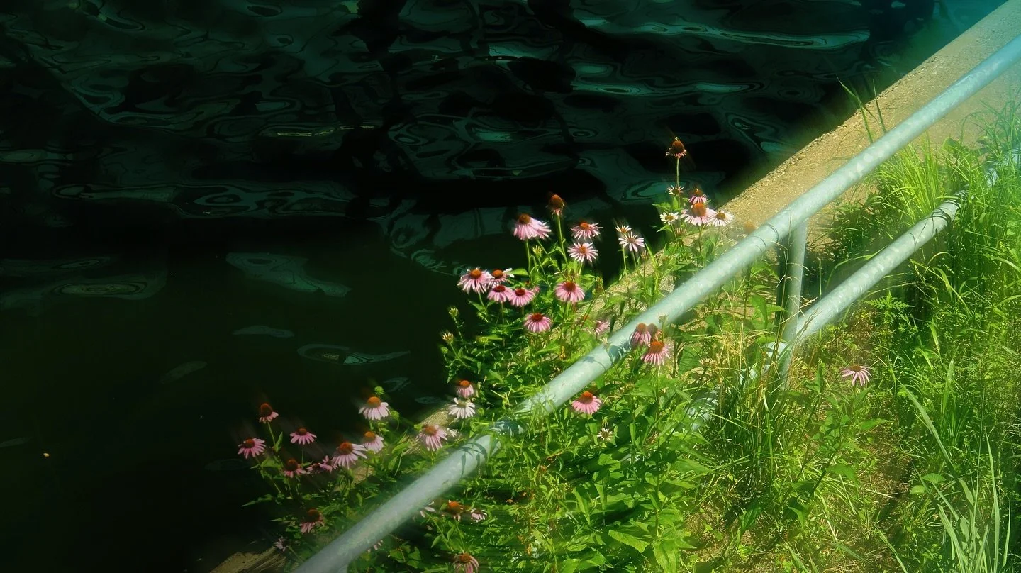 Philly flowers #archive #july #2022