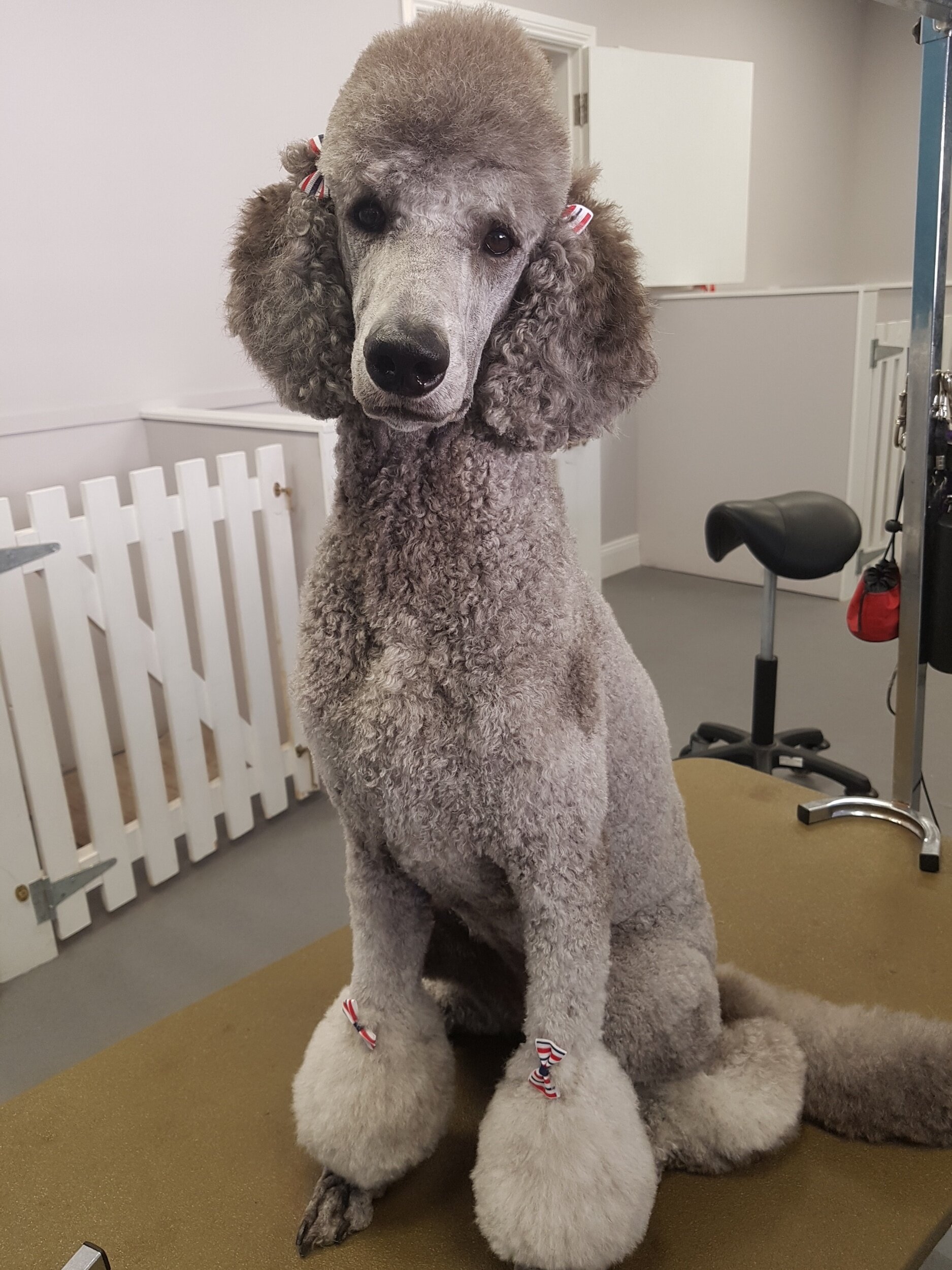 Gorgeous Gráinne the silver poodle