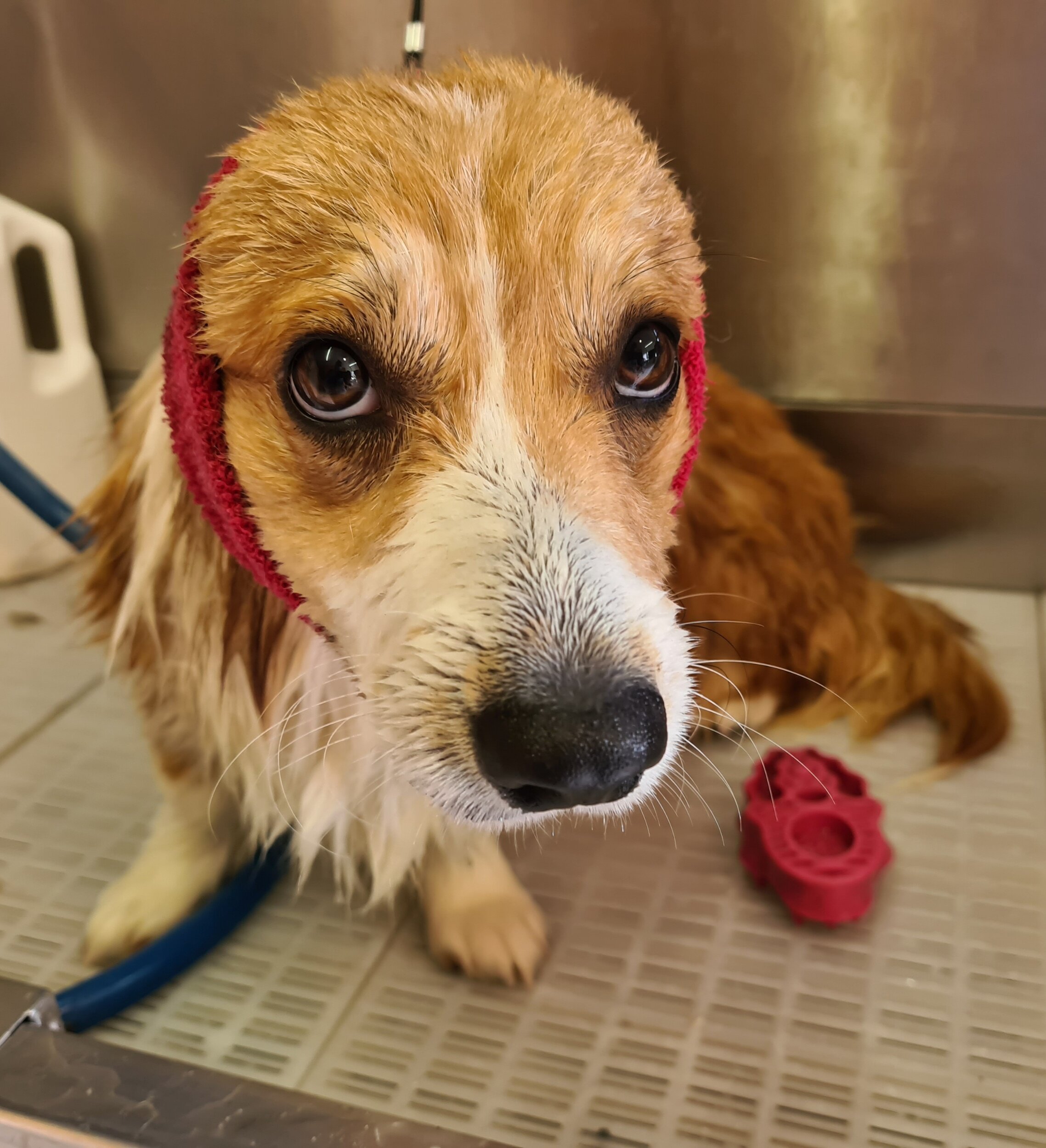 Dog grooming Galway. Corgi bathtime with king