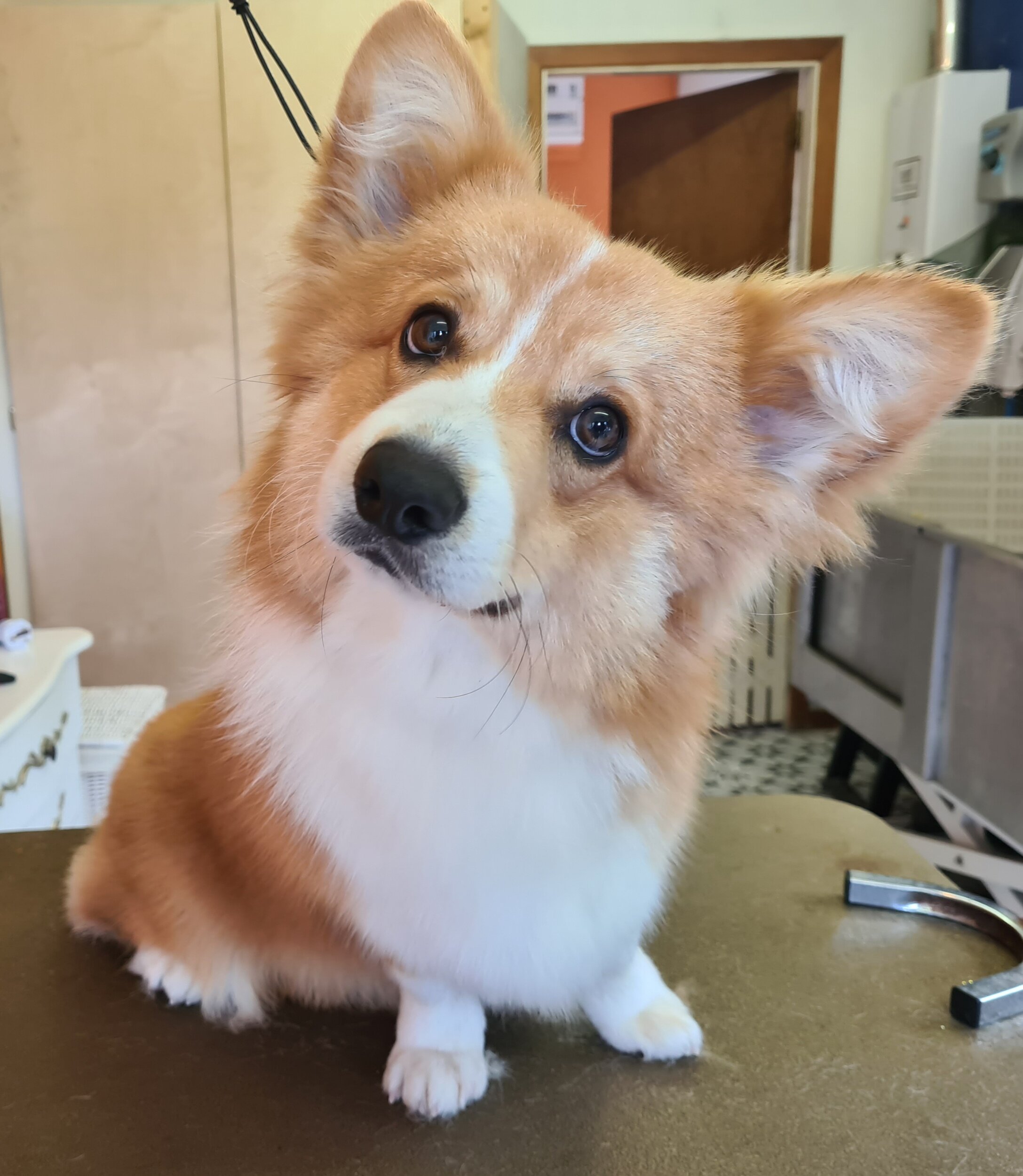 Corgi groomed by Katie. Exclusive dog grooming.