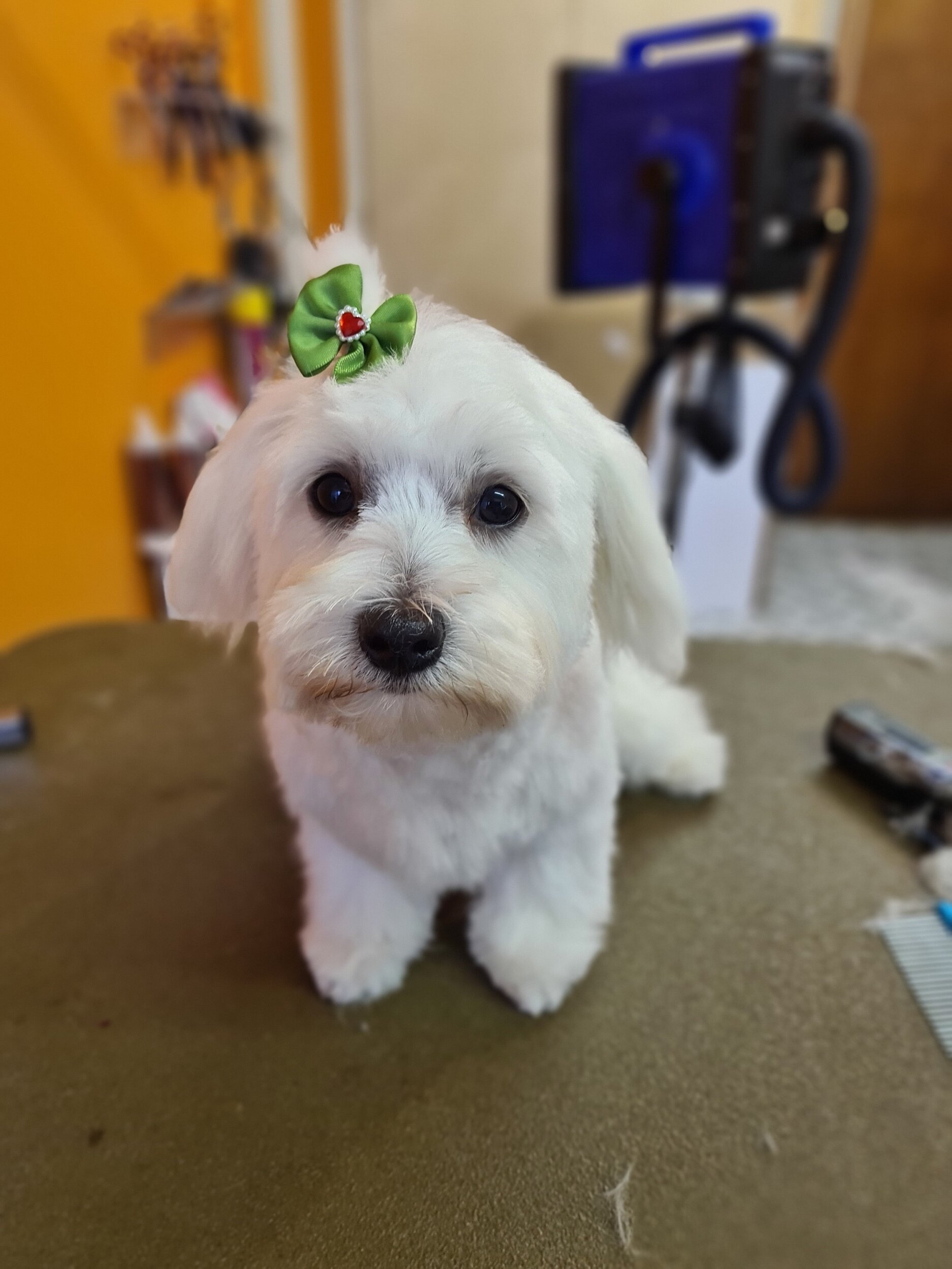 Maltese puppy had his first groom by me. 