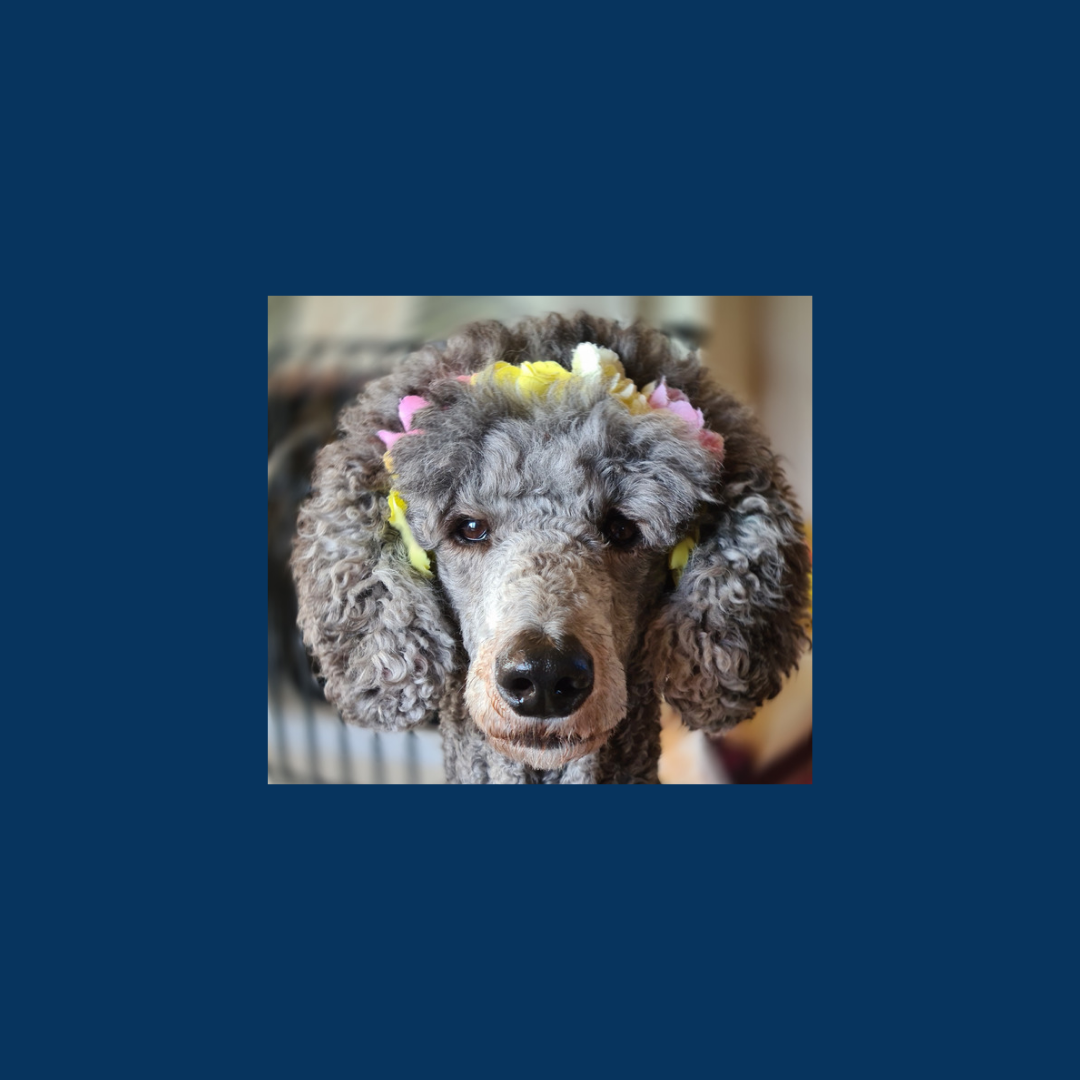 Bubbles and Barks Dog Grooming, The Smart Groomer Tutor Training, Manky