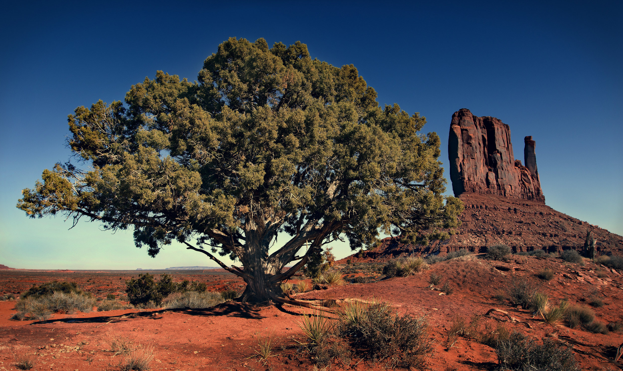 tree 1.jpg