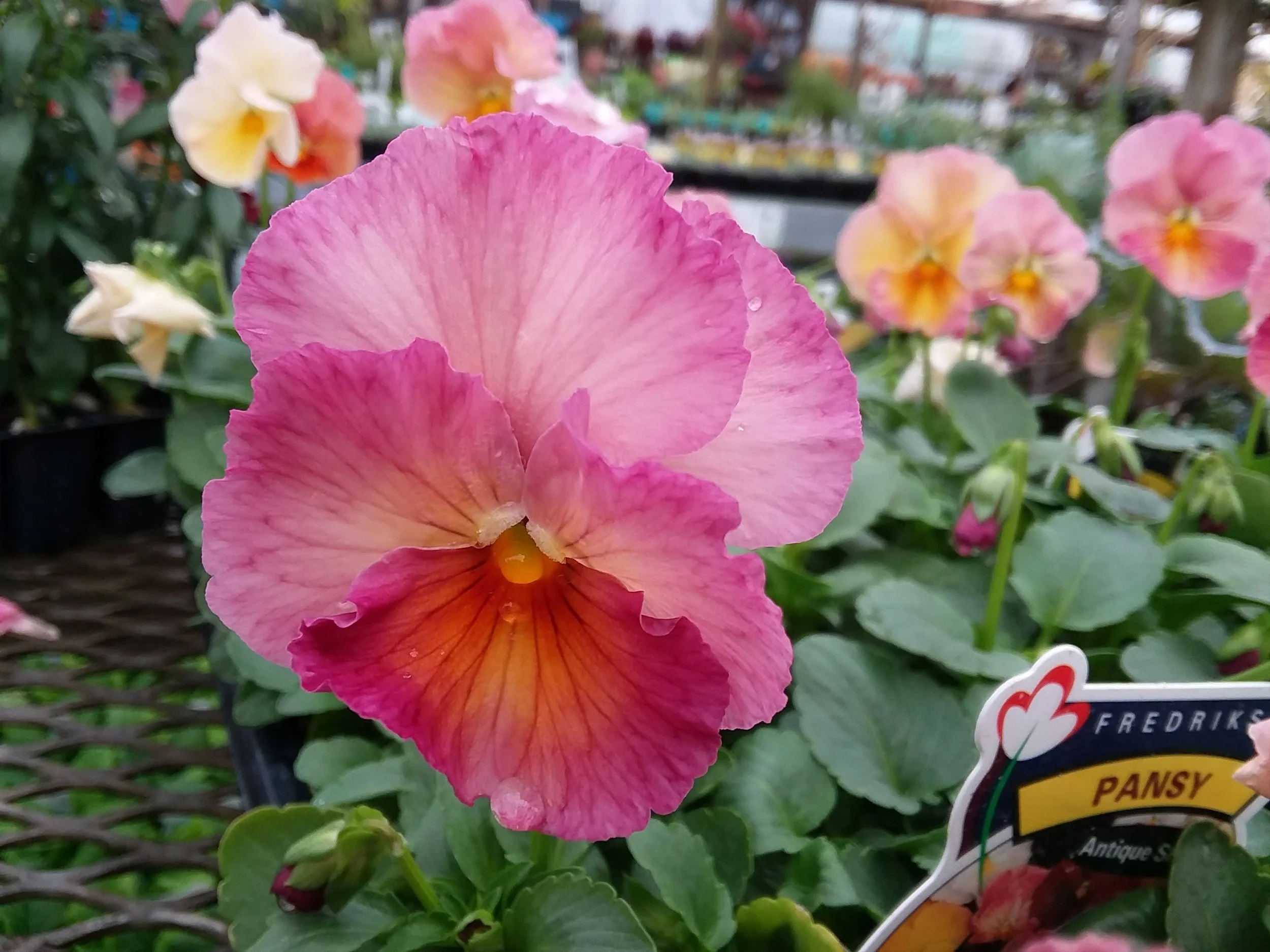 an old favourite from our friends at Fredriks Pansy Antique