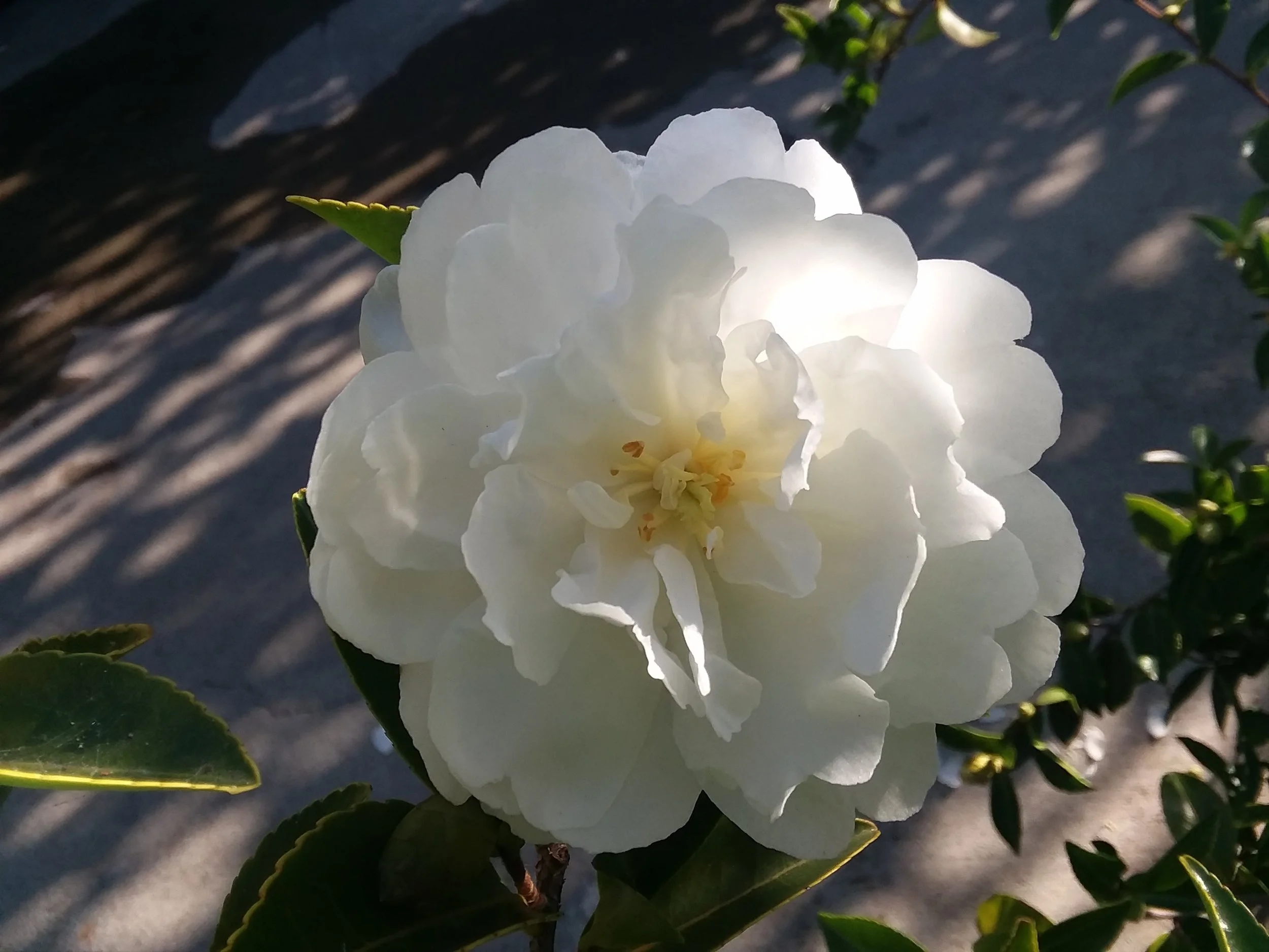 Camellia Sasanqua 'White Doves'