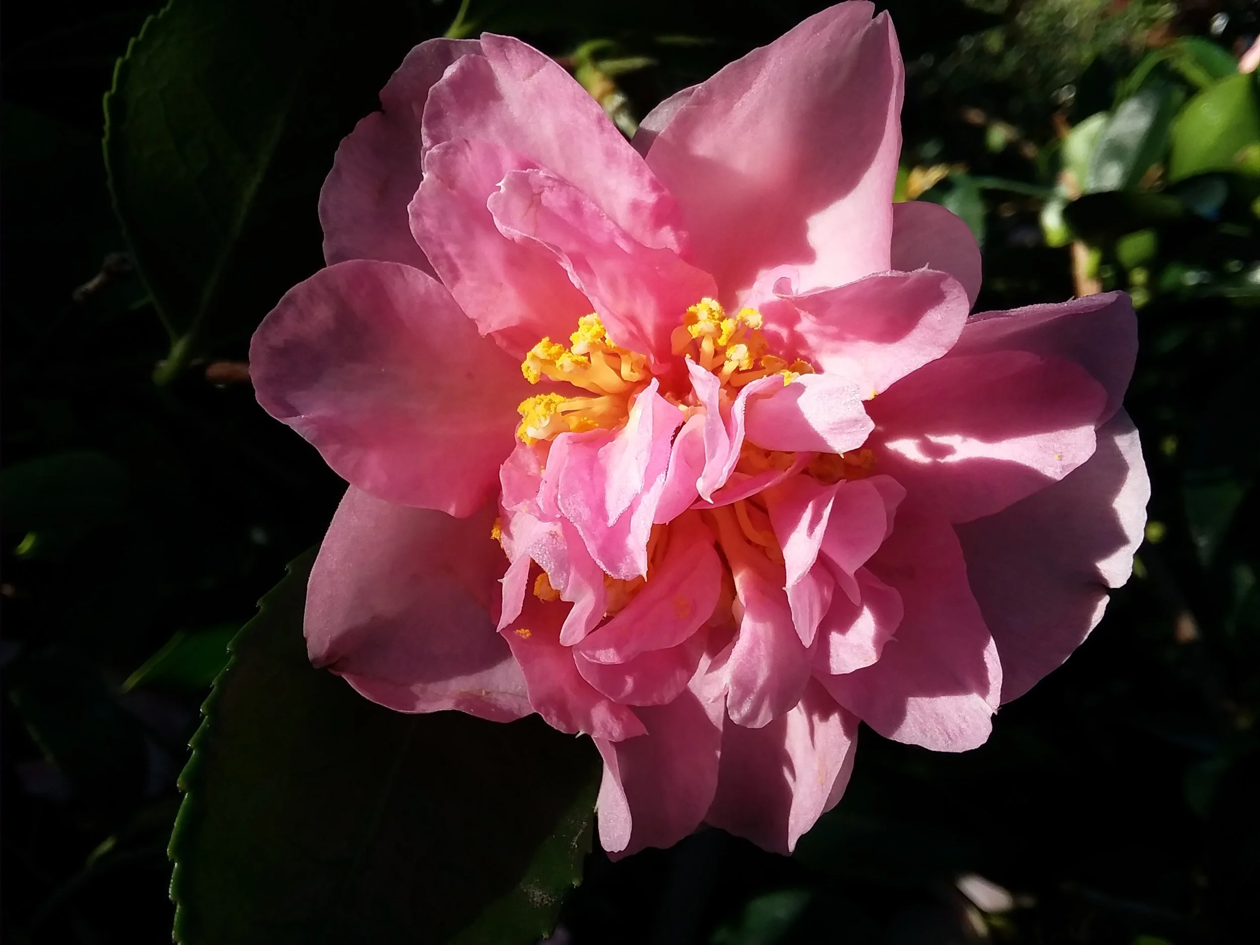 Camellia Sasanqua 'Showa-No-Sakae'