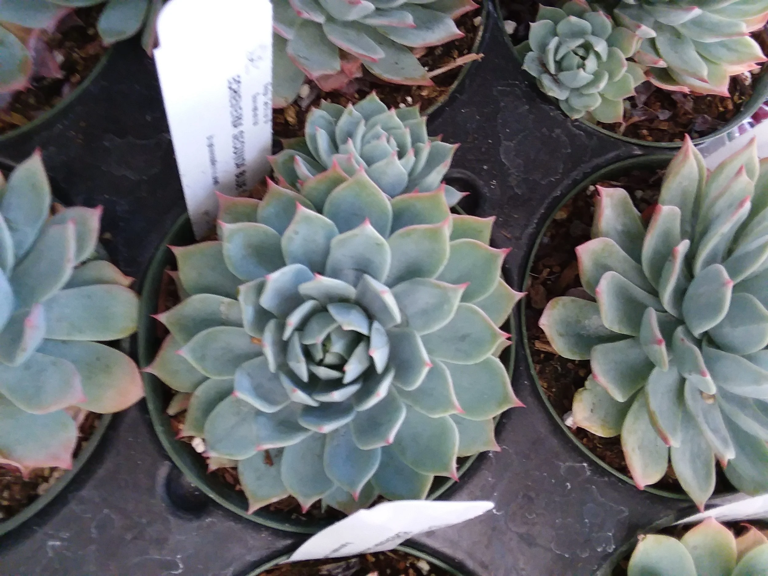 Echeveria Secunda Blue Mist 