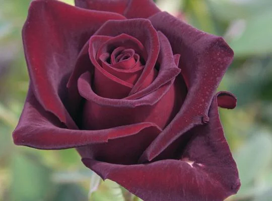 BlackBaccara.jpg