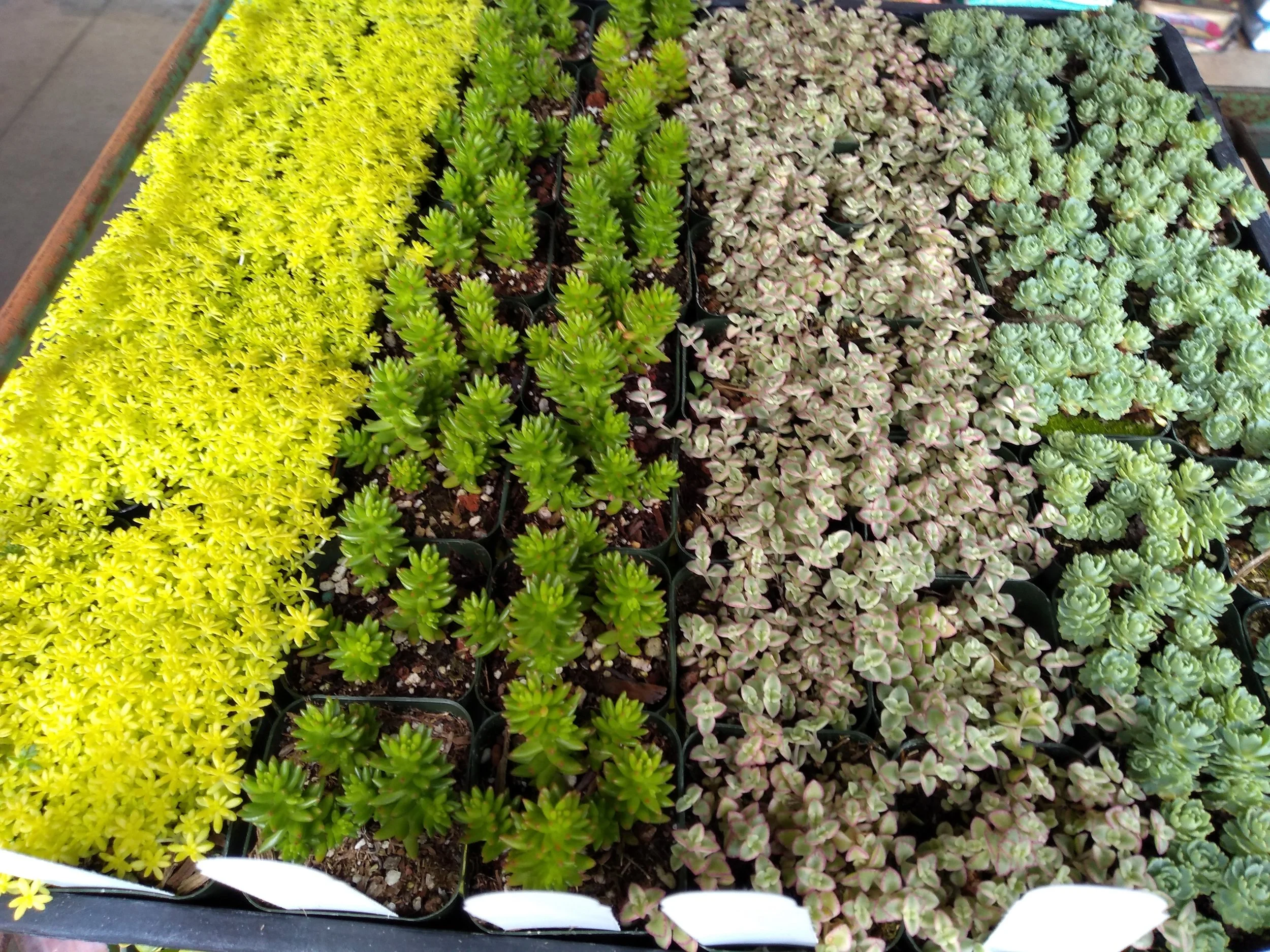 There S So Many East Bay Nursery
