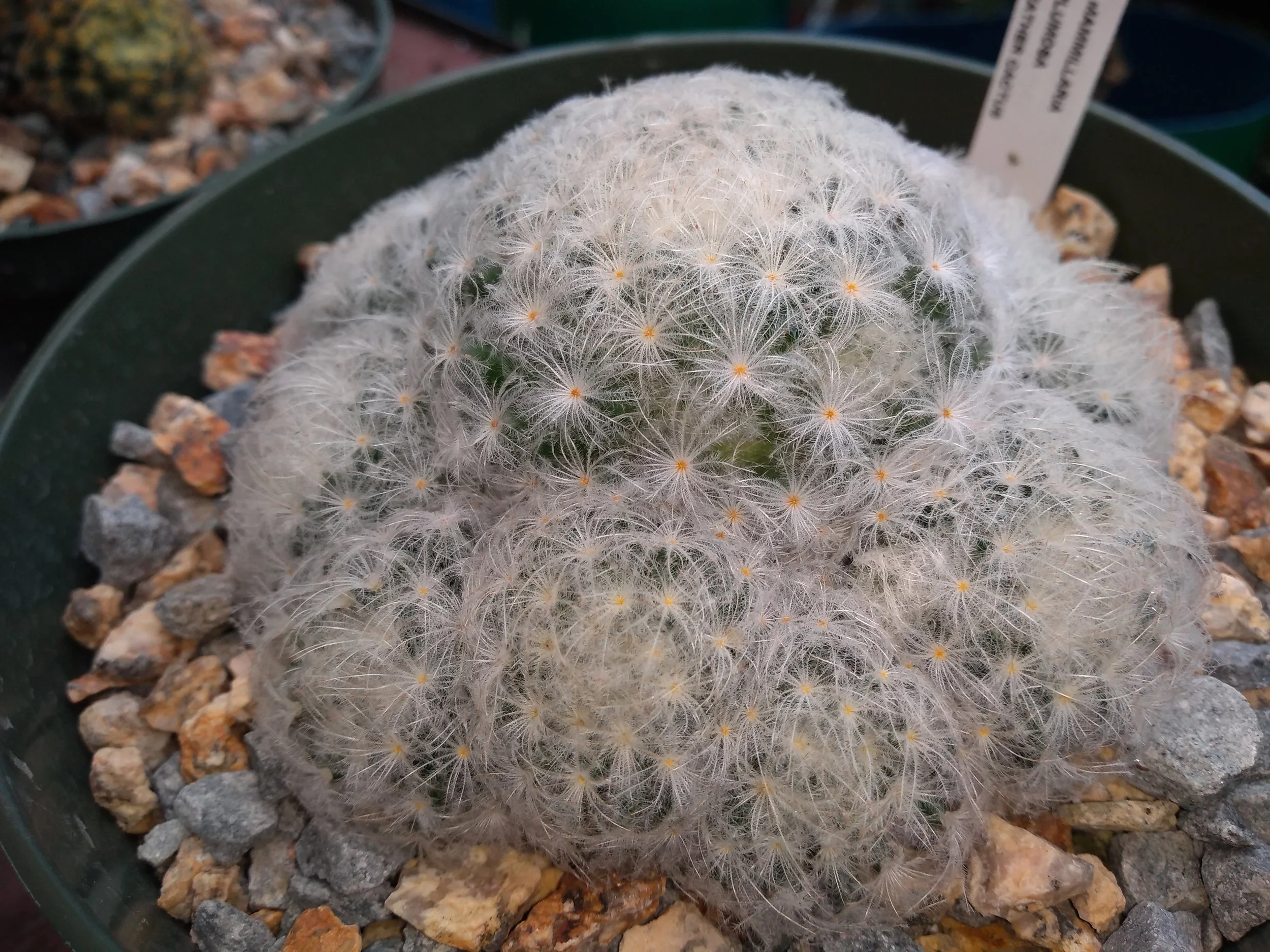 Mammiillaria Plumosa Feather Cactus