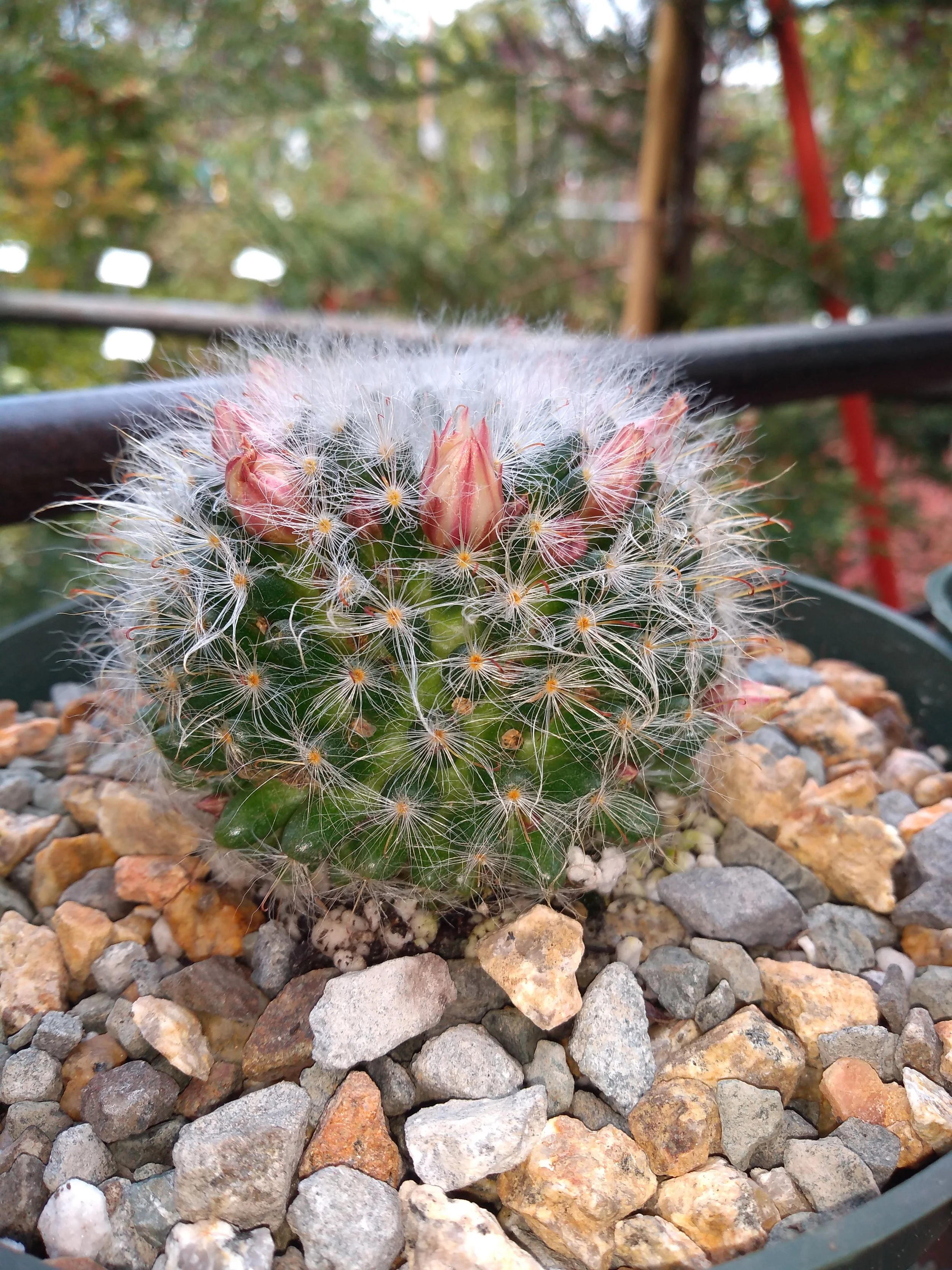 Mammiillaria Bocasana V. Rosaeflora 
