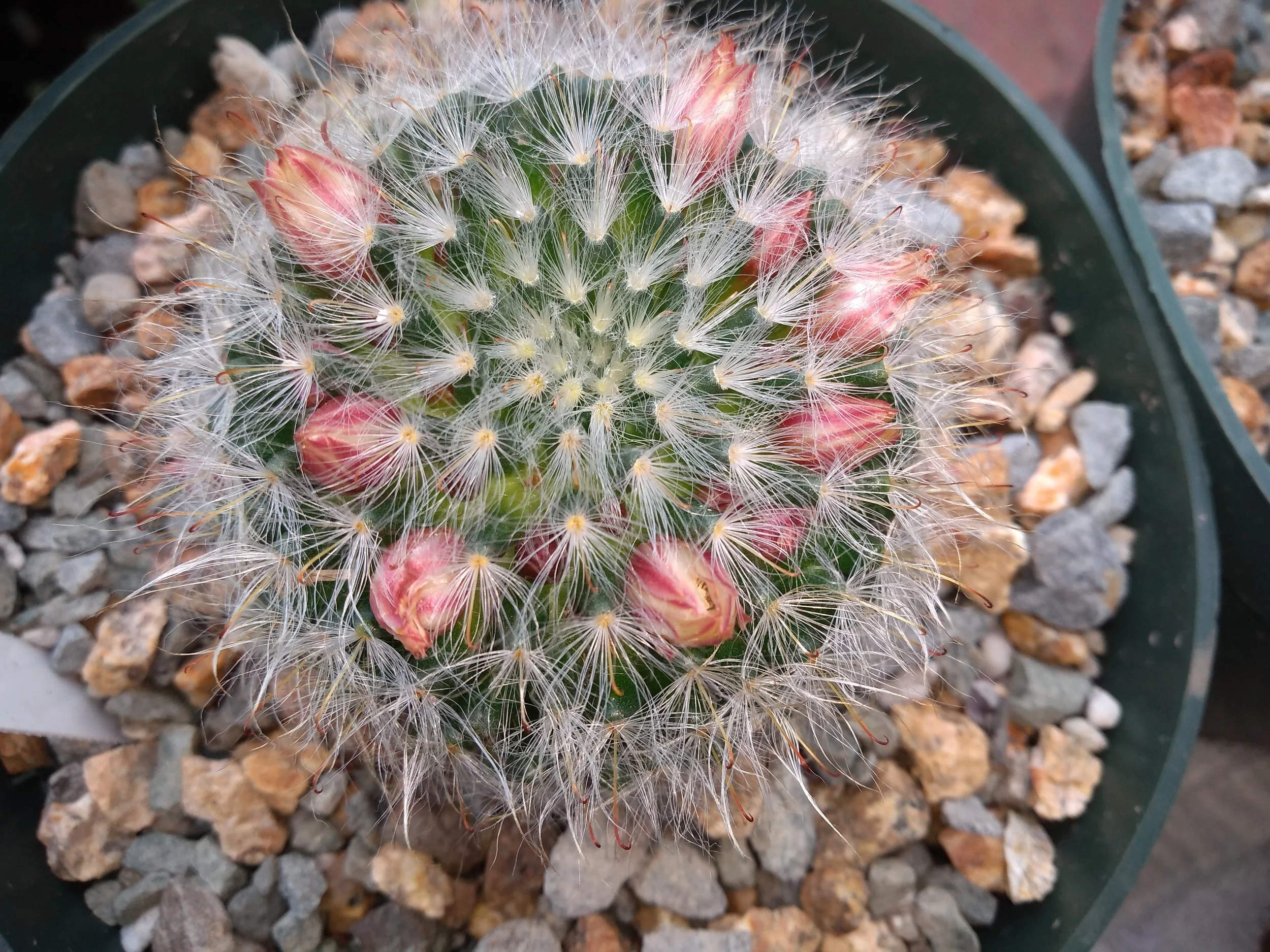Mammiillaria Bocasana V. Rosaeflora