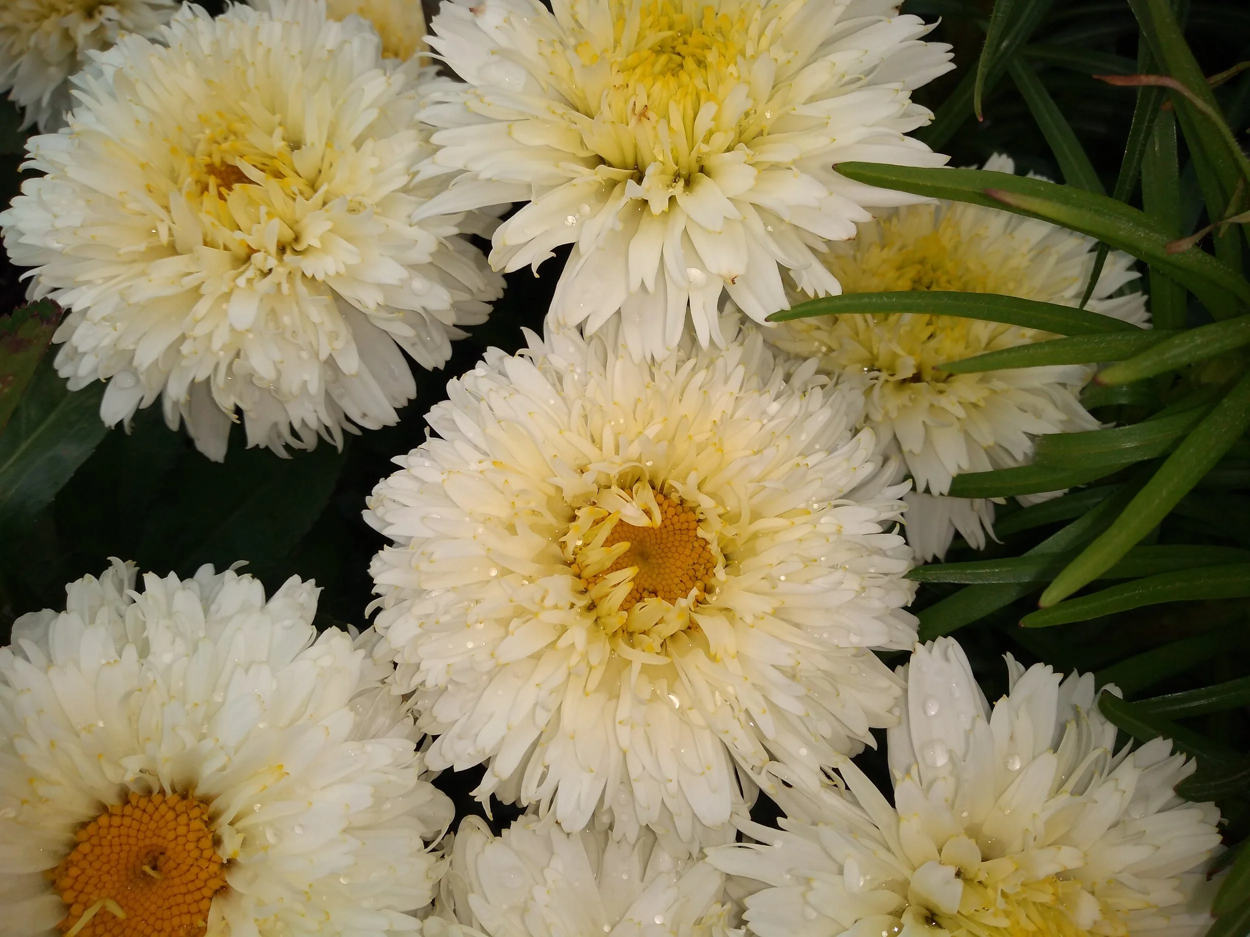 Leucanthemum x Superbum 'Macaroon'