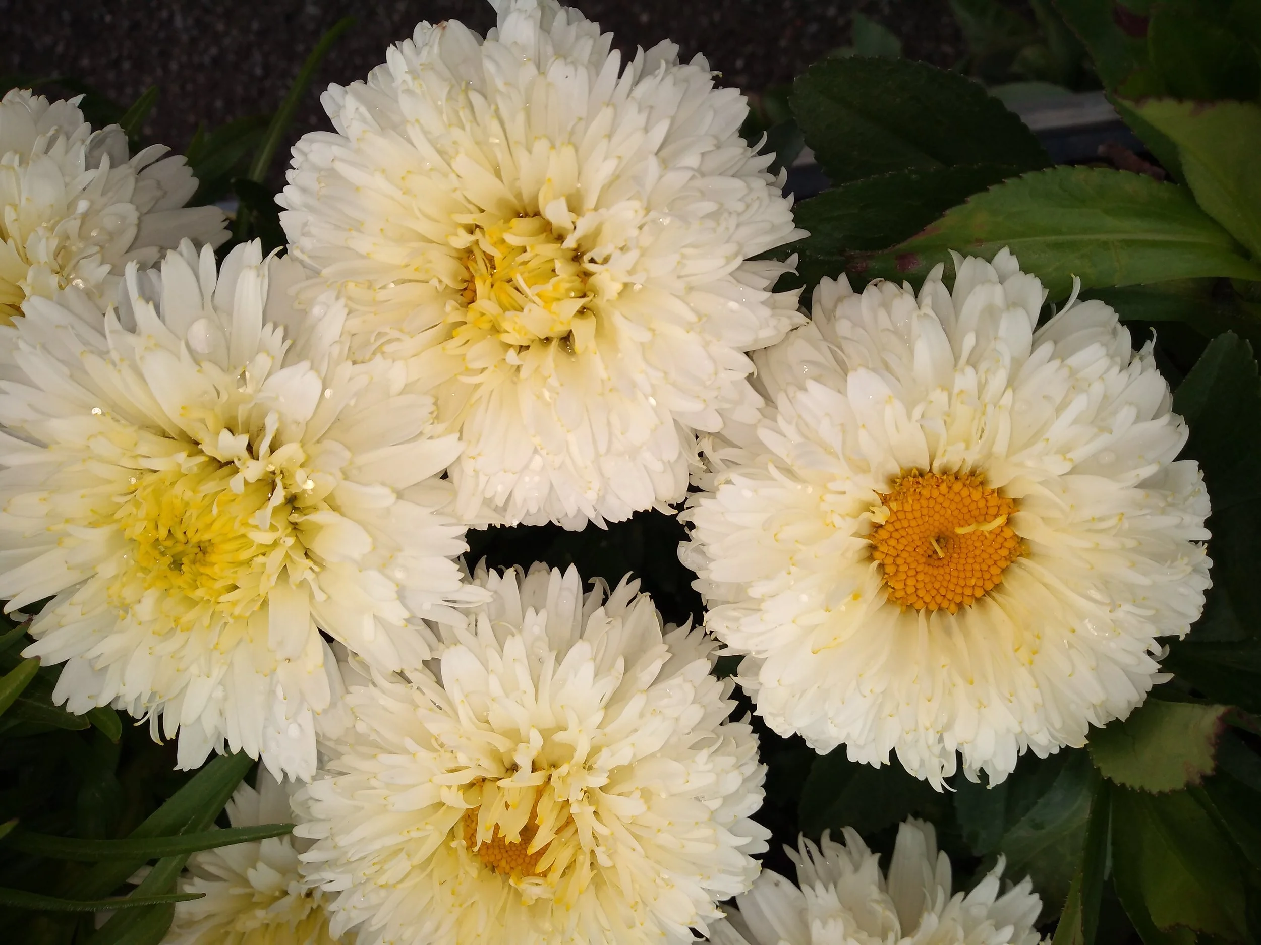 Leucanthemum x Superbum 'Macaroon'
