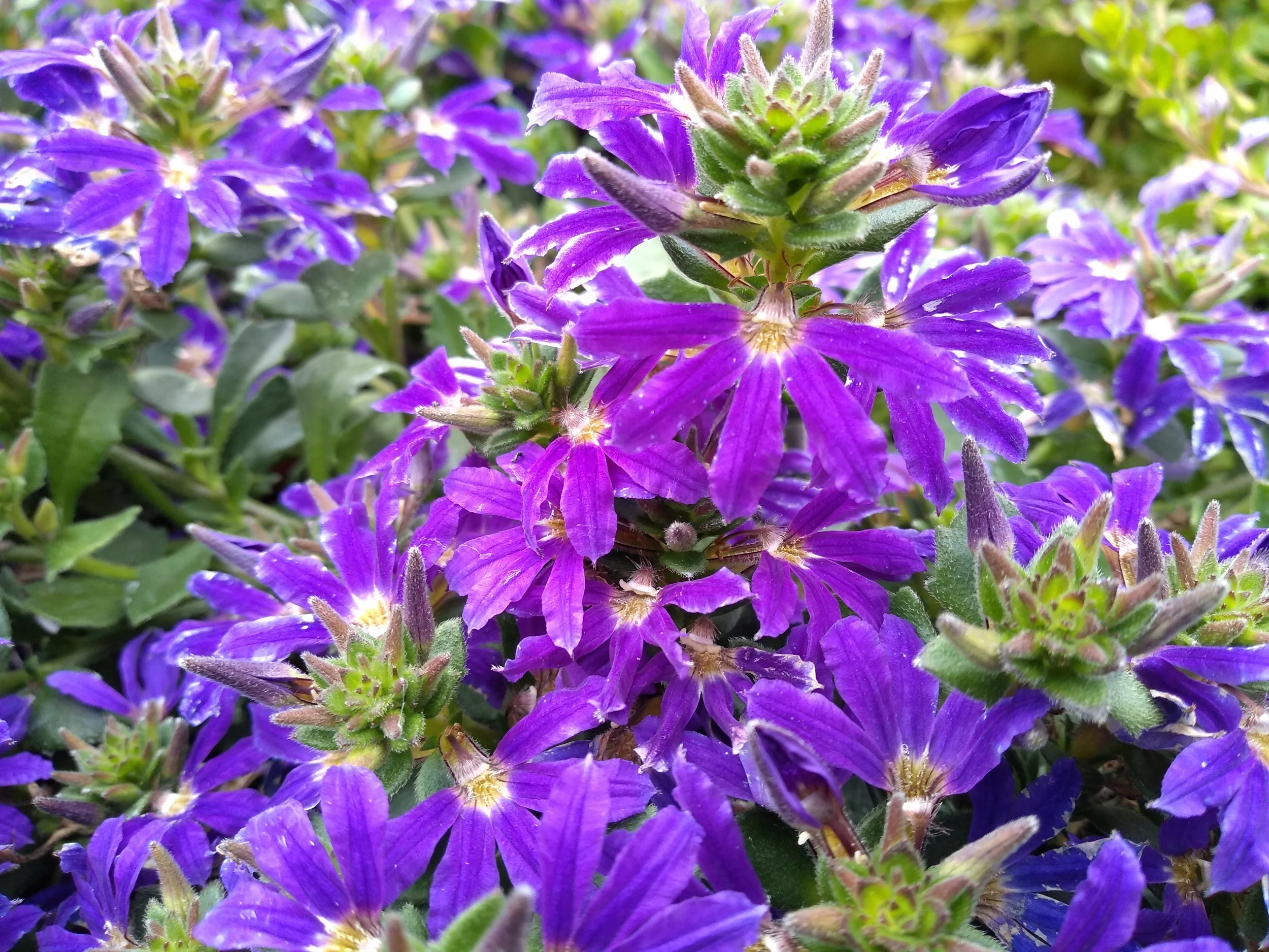 Scaevola Aemula Surdiva Blue Violet