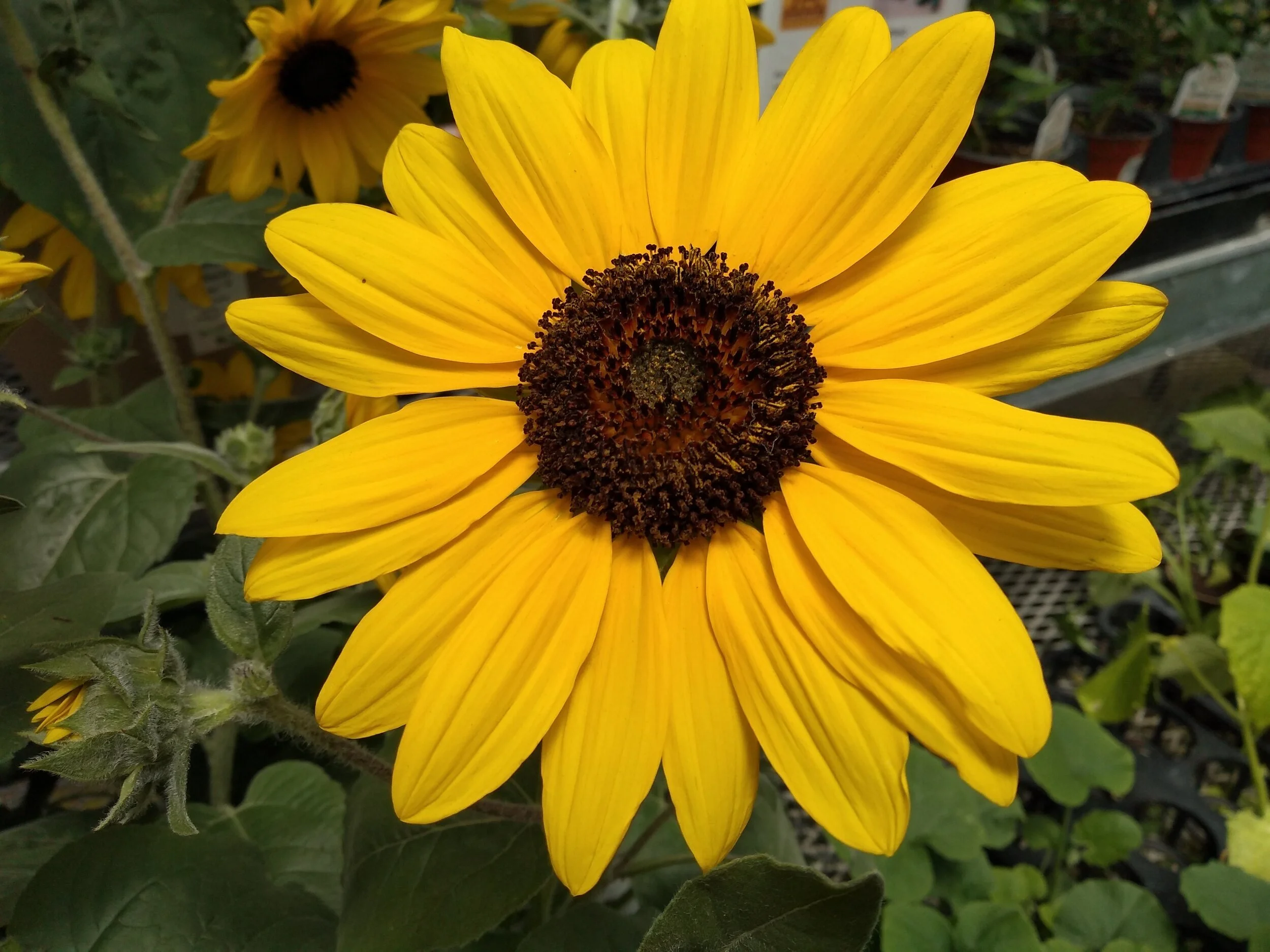 East Bay Nursery