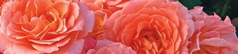 Our 2026 Roses are Here!