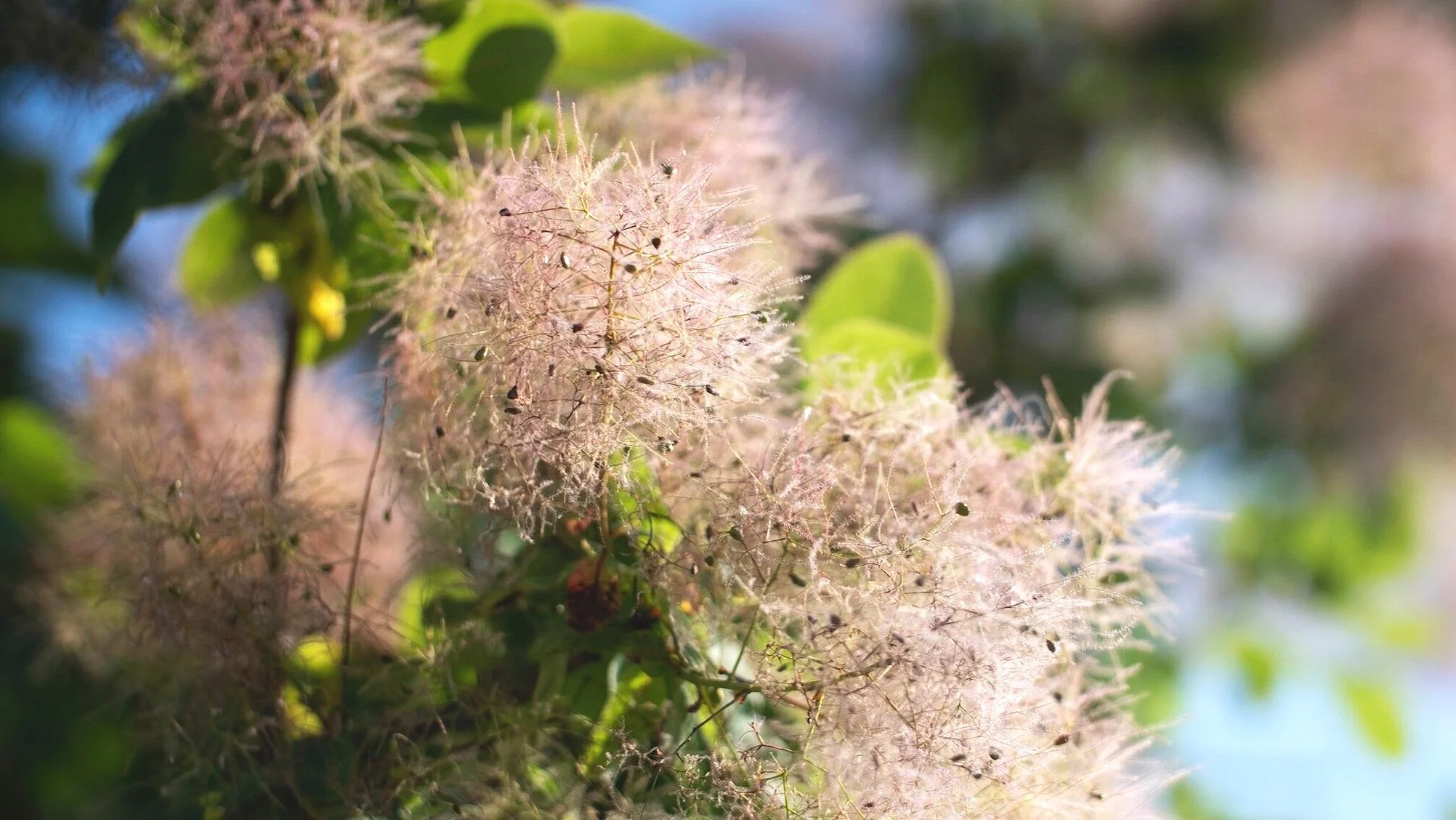 Smokin' Cotinus