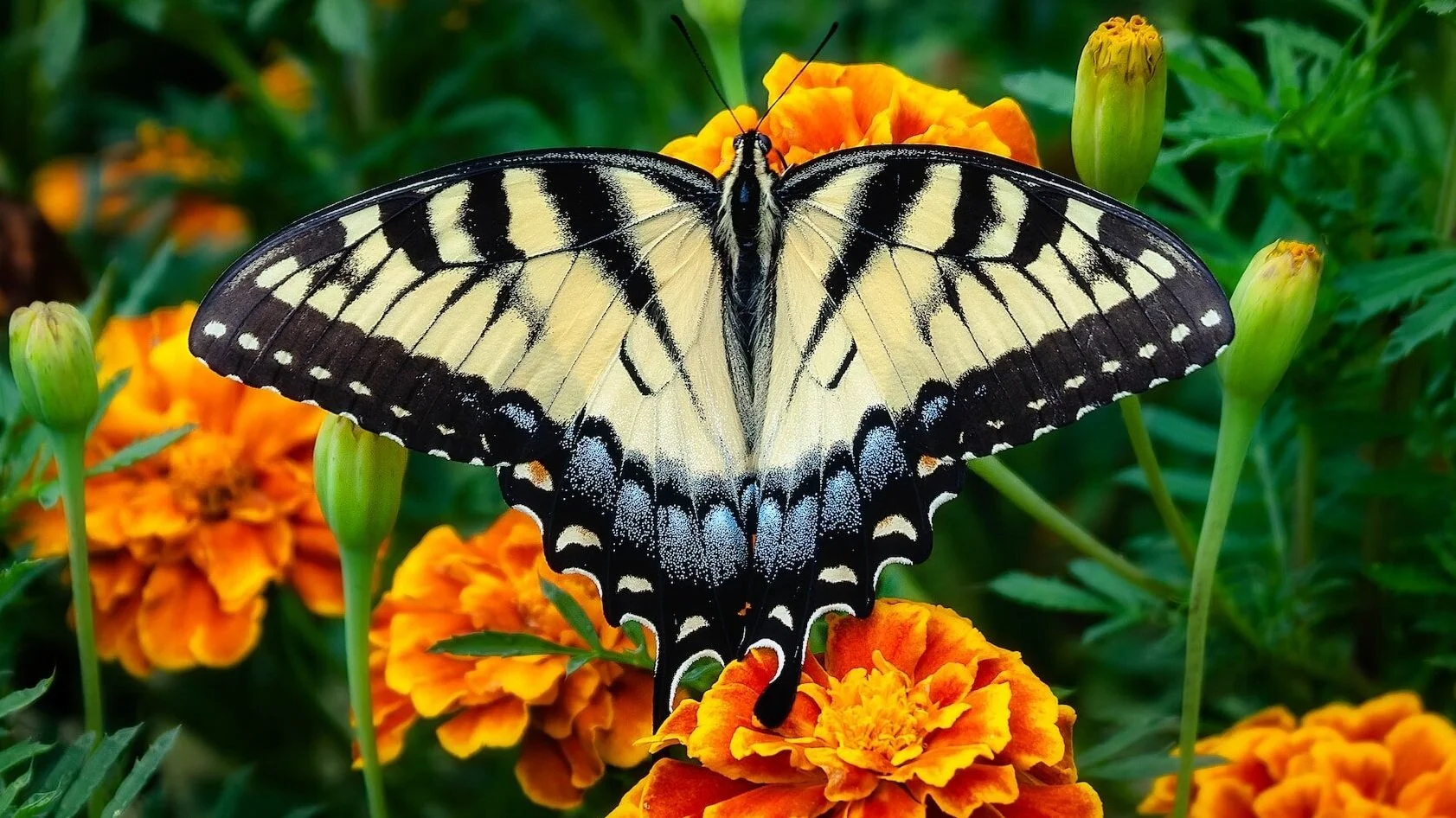 Butterfly Gardens, Include Caterpillars
