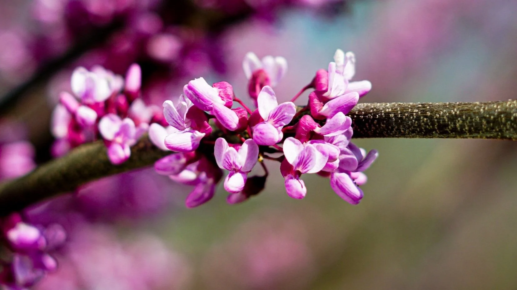Captivating Cercis
