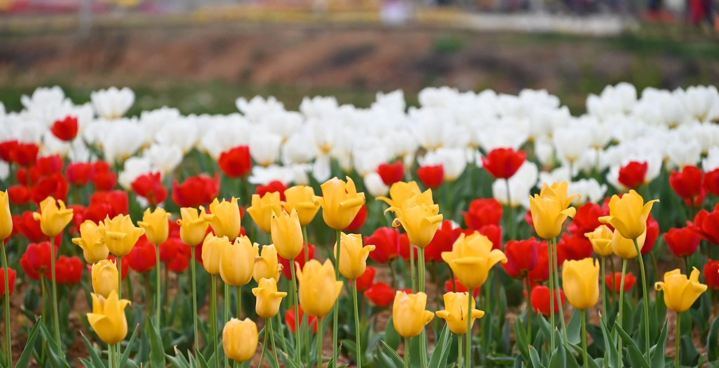 An image of red, white, and yellow tulips in bloom