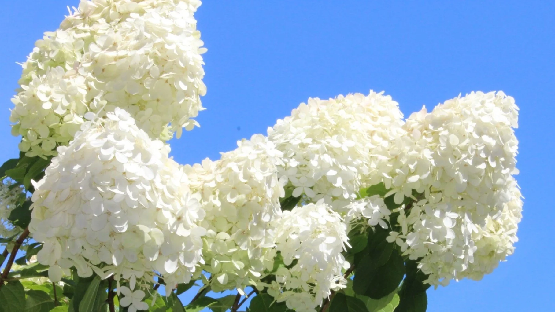 Hydrangea paniculata