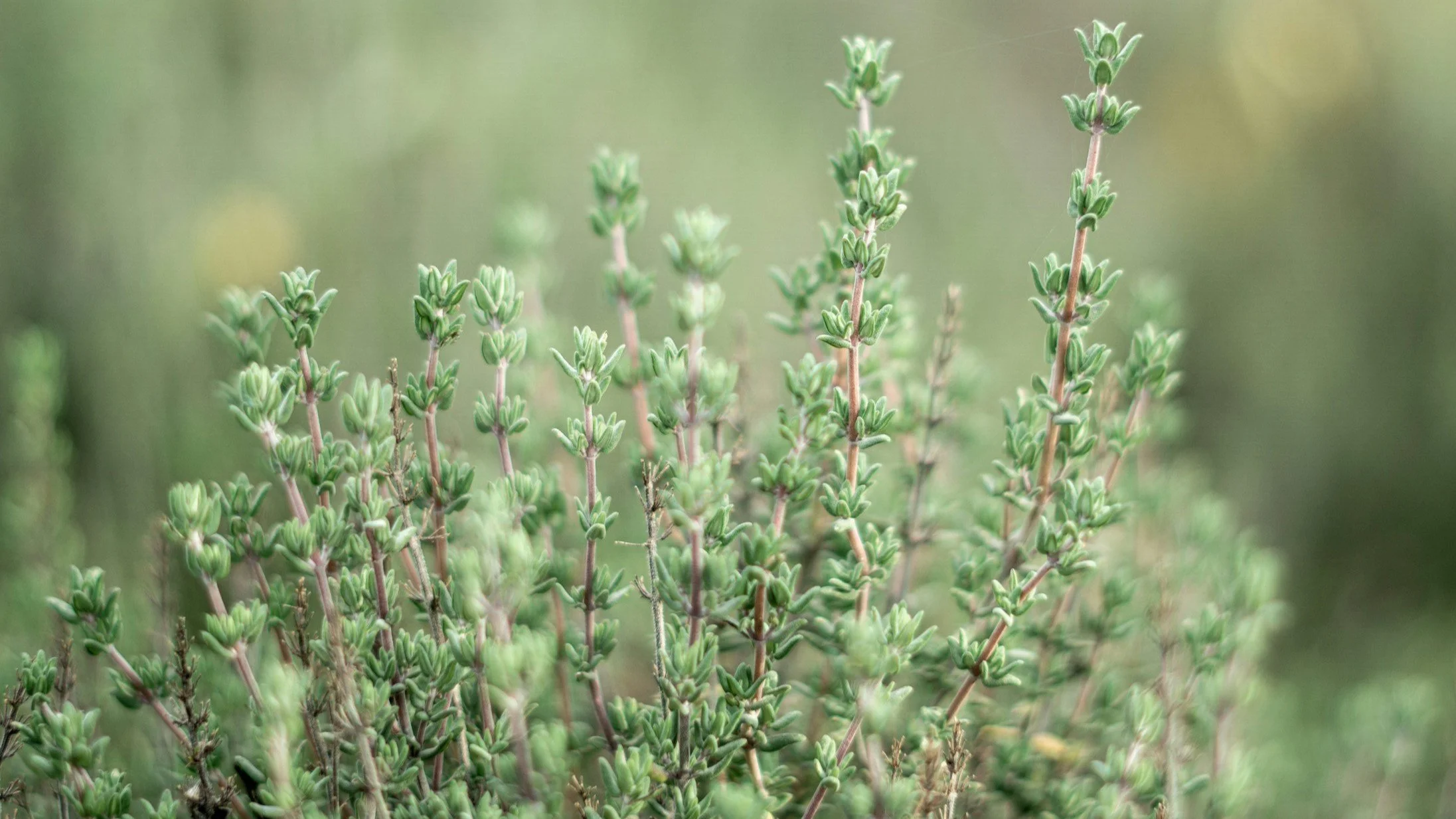 Thyme, Thyme, Thyme – is on Your Side