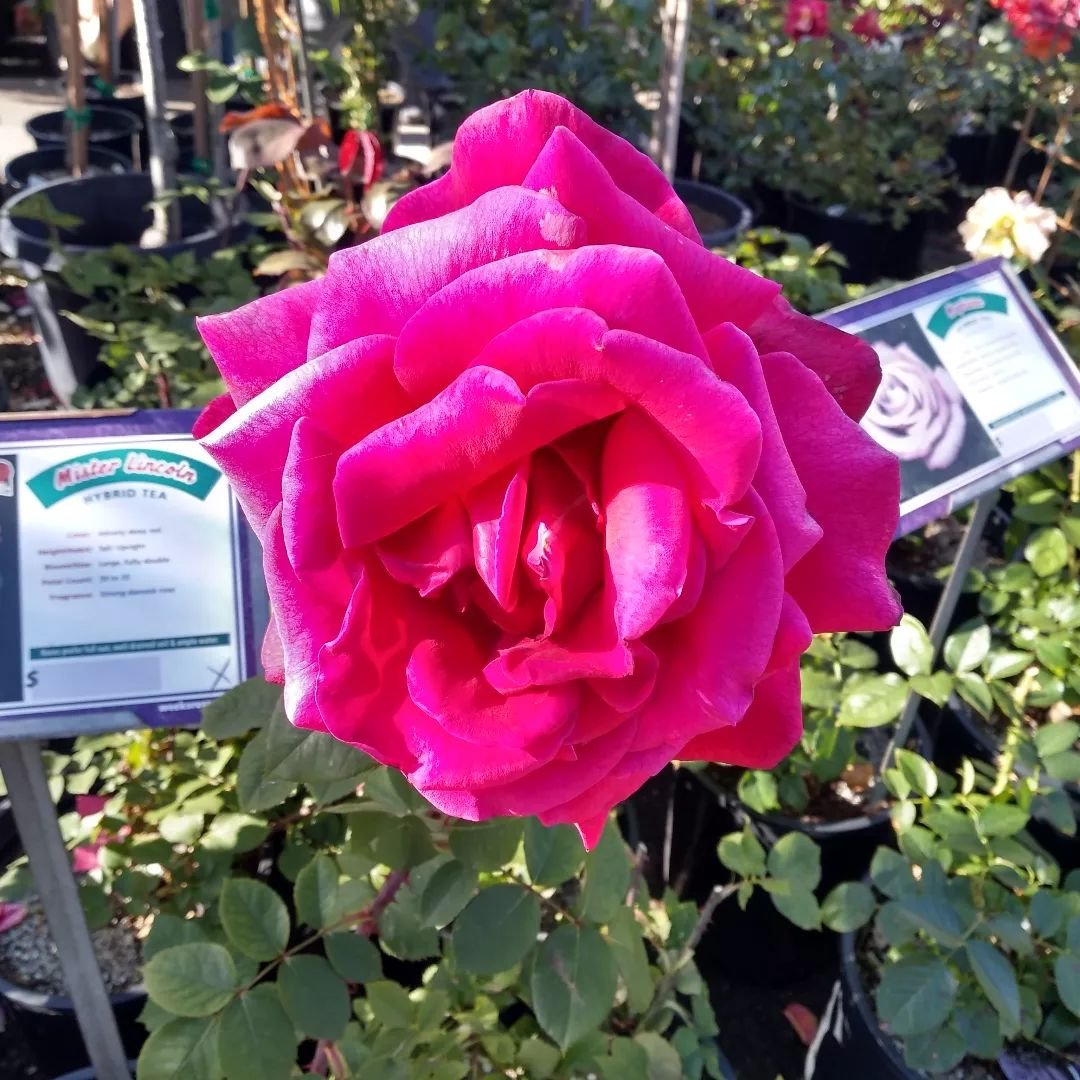 Rose Sale until May 12th Mother's Day.  Buy 4 roses Get the 5th free. The value of the Free rose will be of equal or lesser value to the least expensive rose purchased.  Some exclusions apply.  Ask us for details.  Limited to stock on hand, no substi