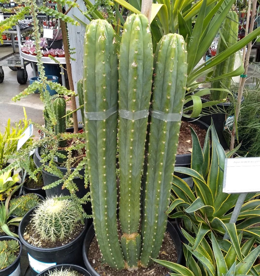 Great Caesars Ghost.  This San Pedro Cactus is pretty Super.  #echinopsispachanoi #sanpedrocactus #DroughtTolerant #BayAreaGardening #backyardoasis #DroughtTolerantLandscape #lowwaterplants #greatcaesarsghost