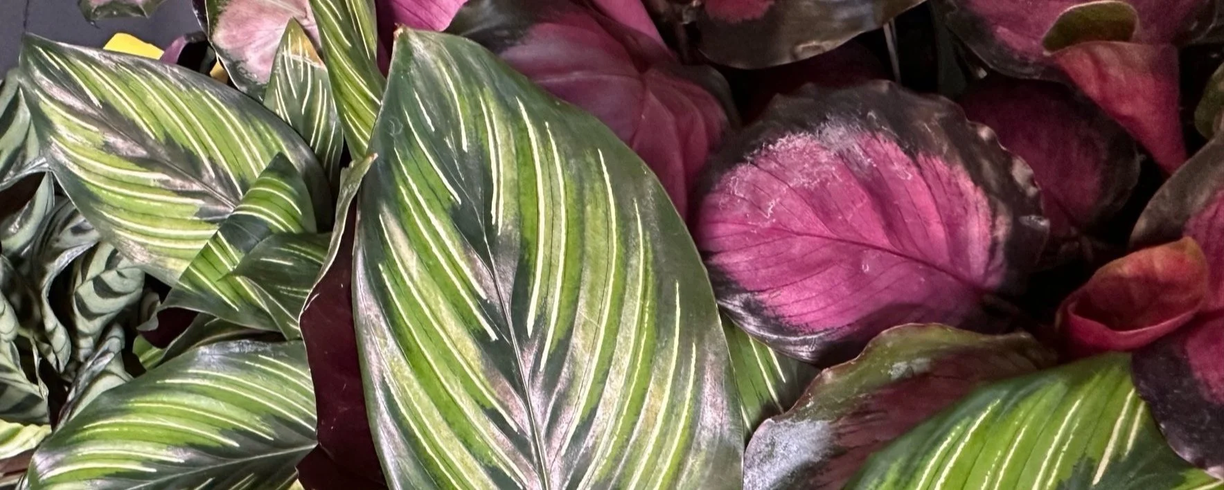 Consider your pets - Houseplants