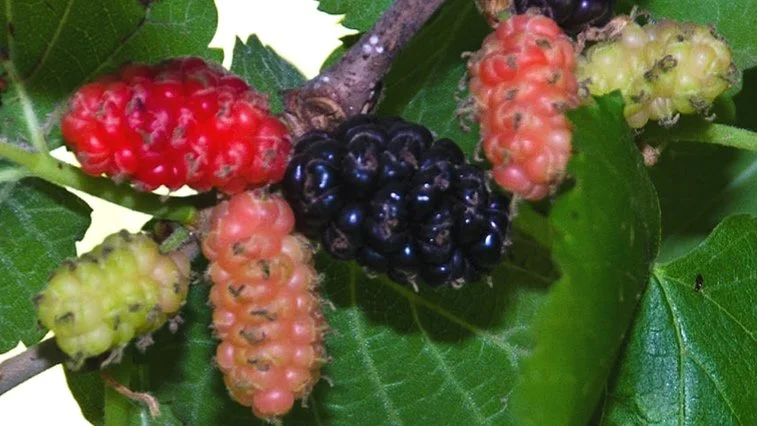 Fruit Tree Sale!