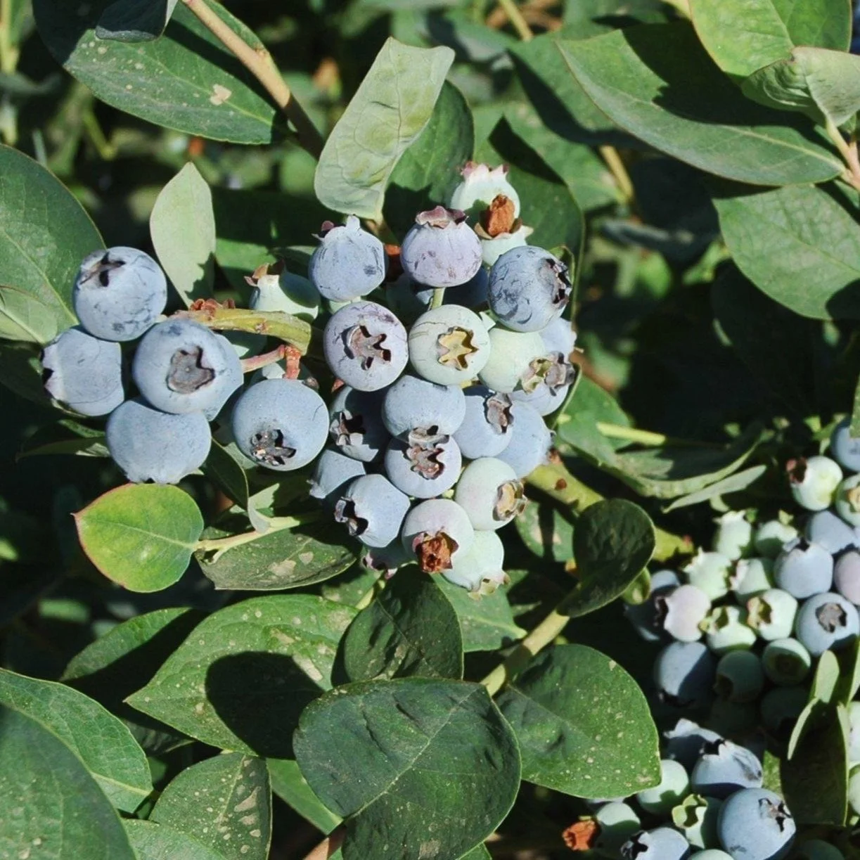 Blueberry_Jubilee.jpg