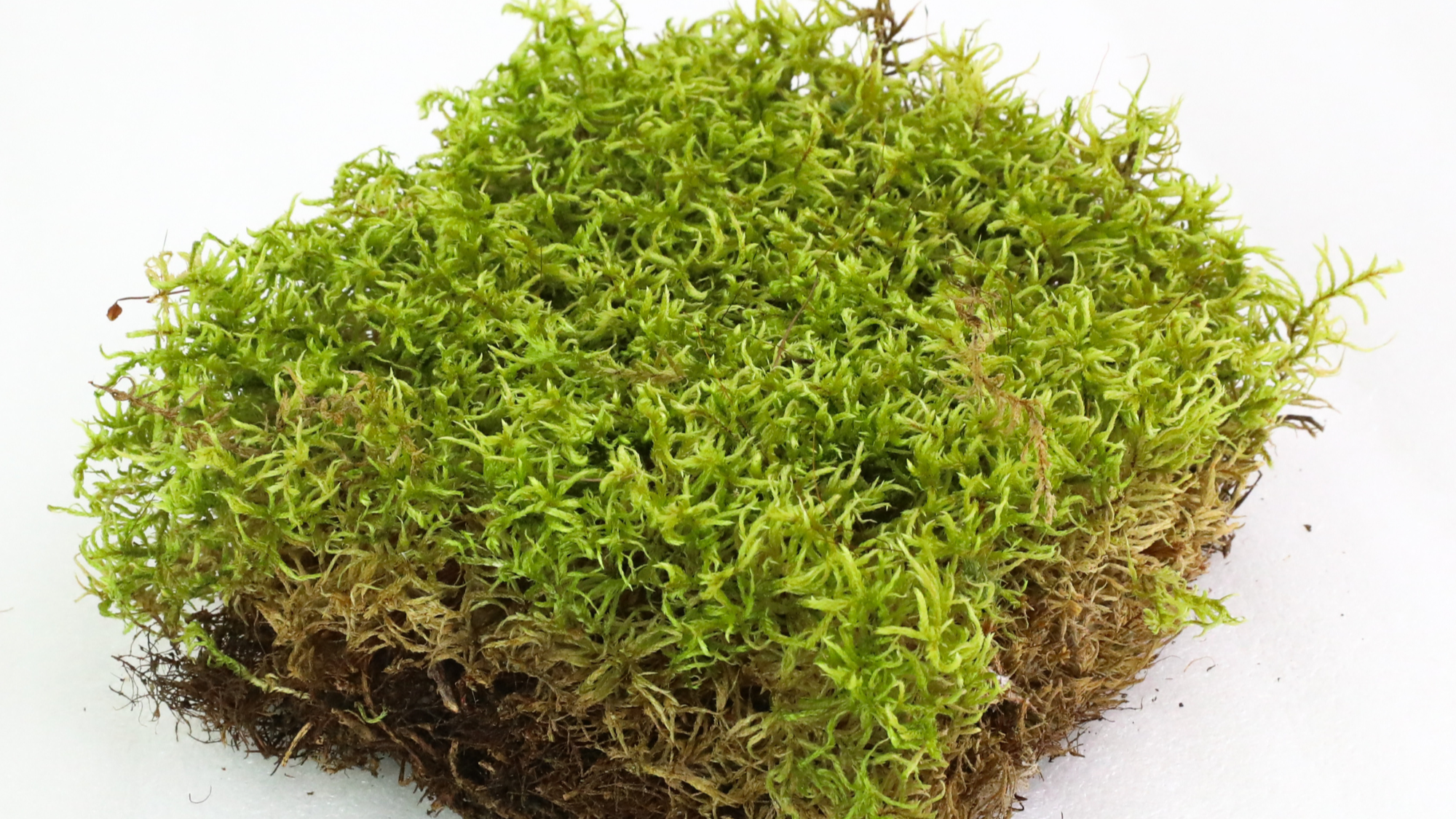 Living Moss - For Terrariums, Bonsai, &amp; Landscapes.