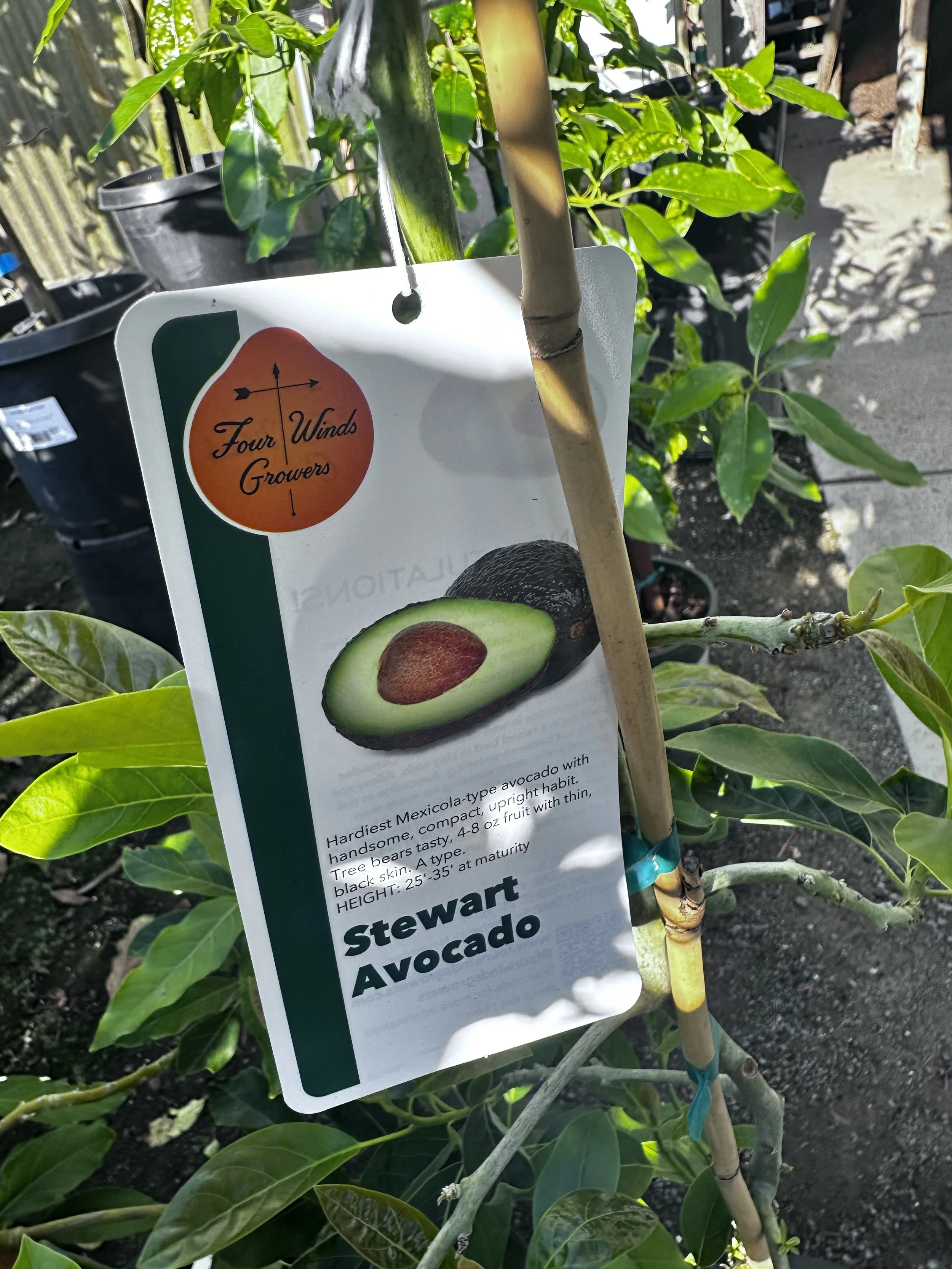 Avocado - 'Stewart' ('Stuart')