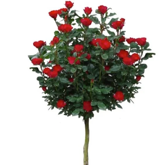 Click to access our Tree Rose selection