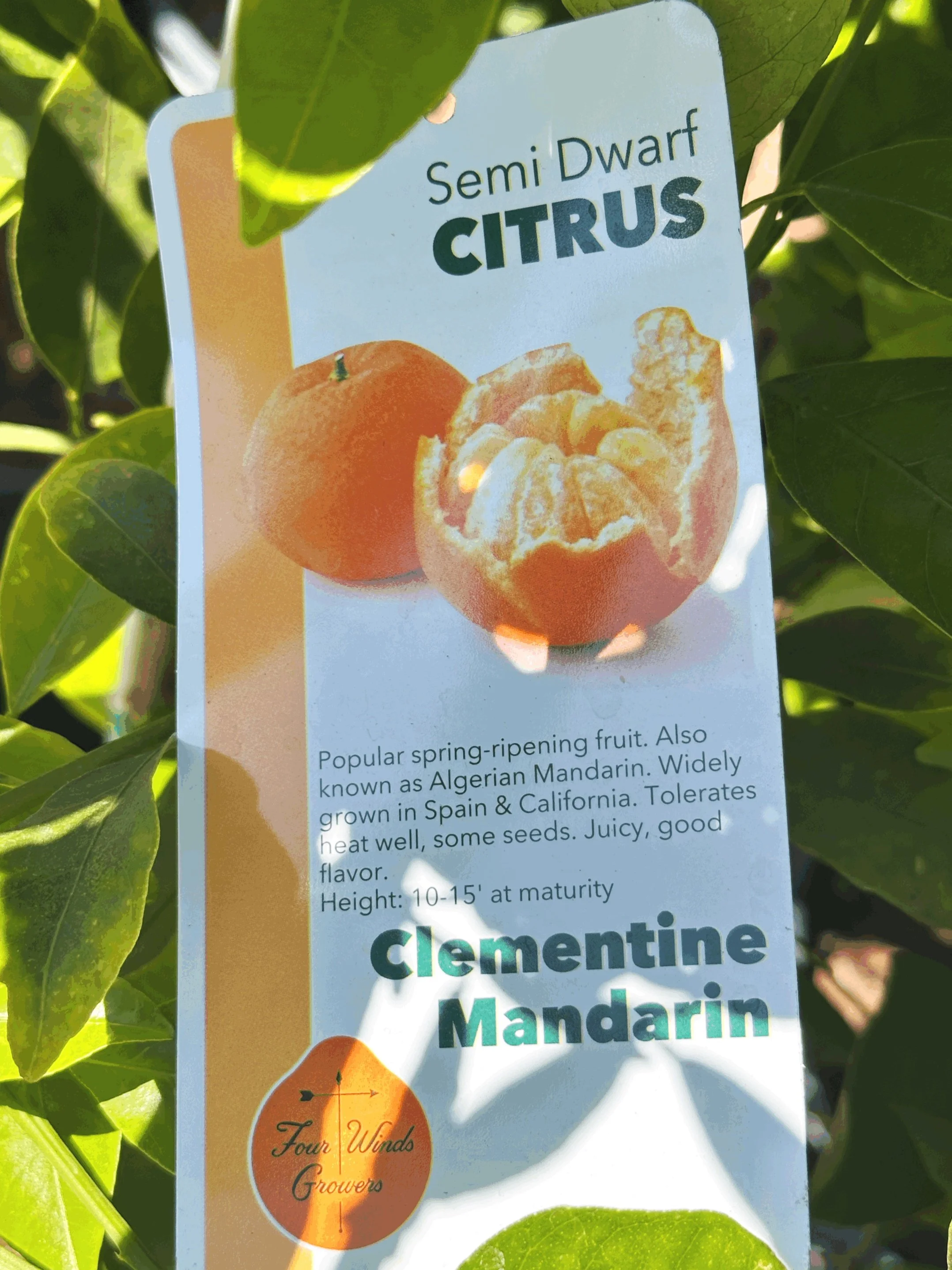 Mandarins