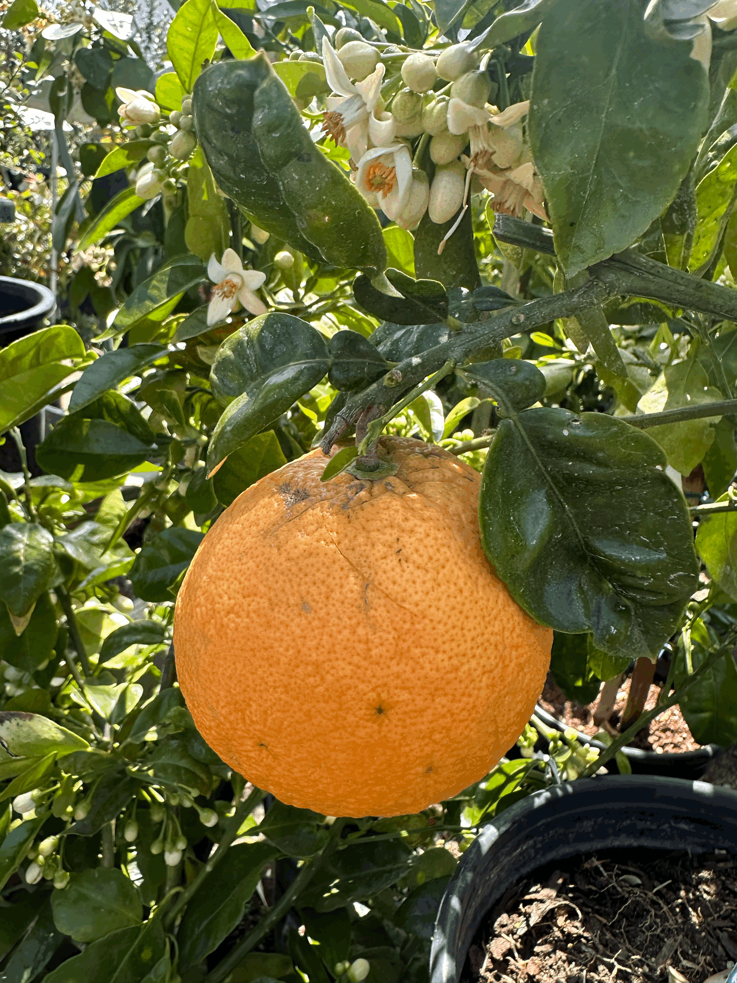 Grapefruit 'Rio Red'